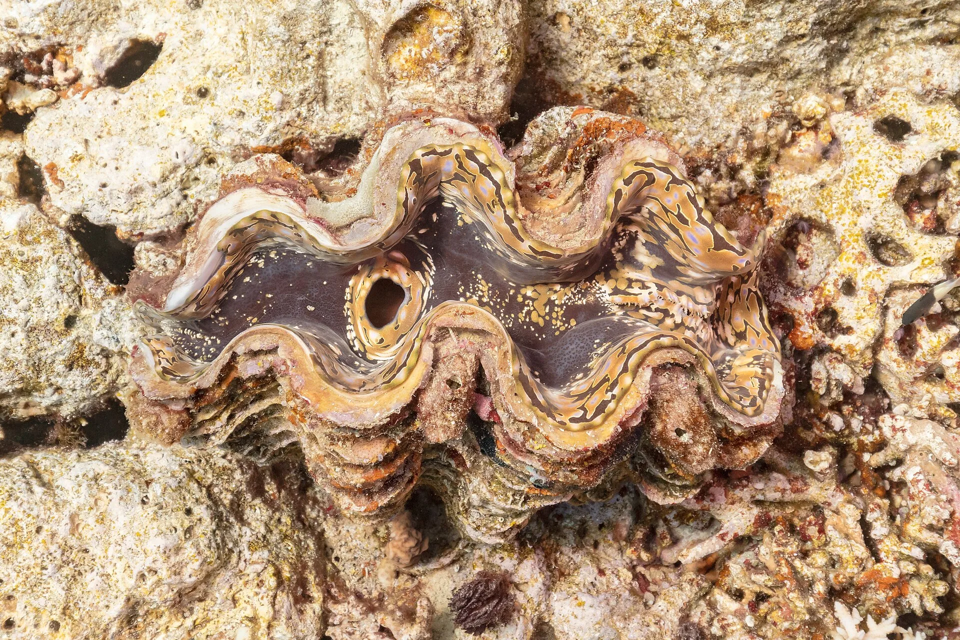 Maxima Clam in <a href=
