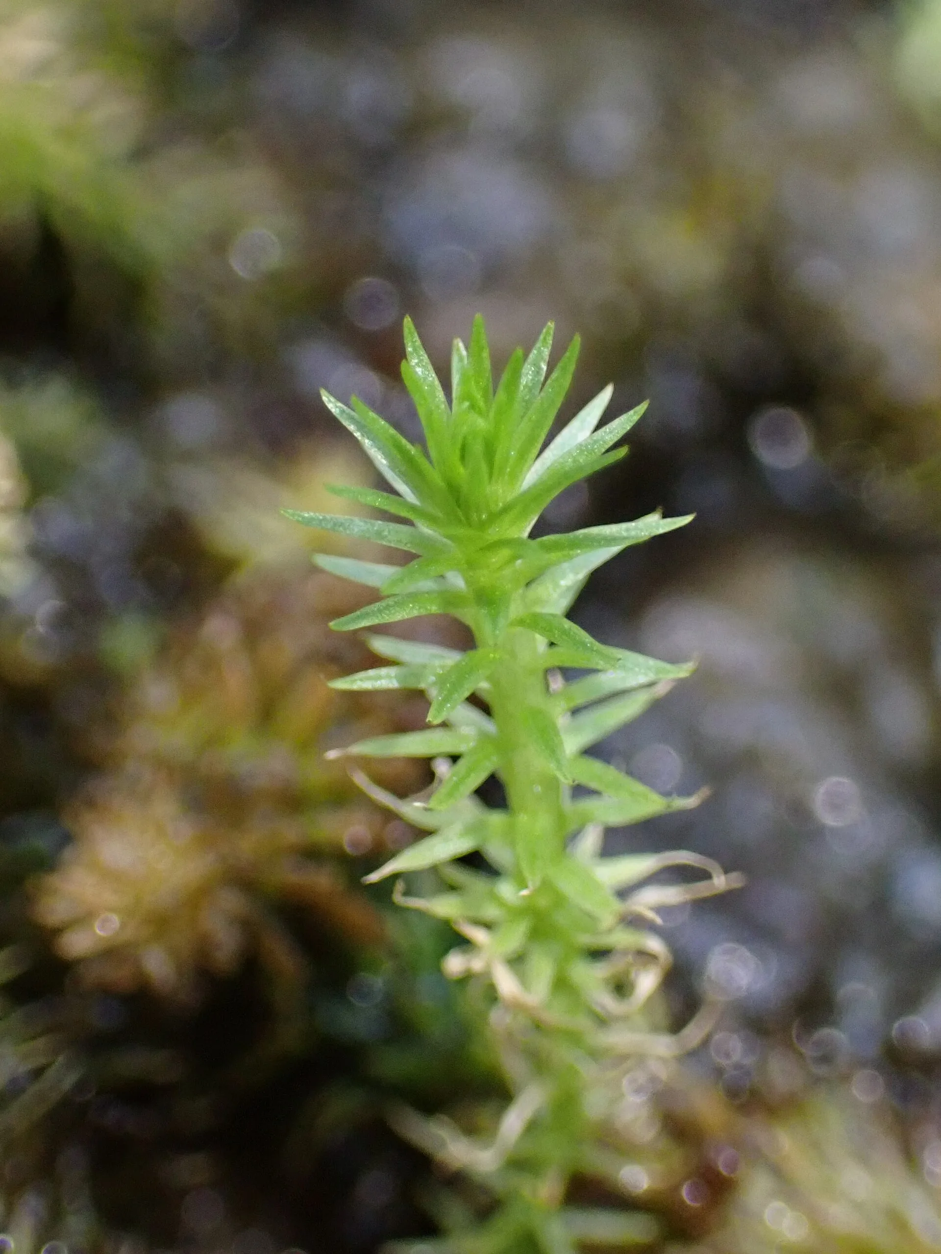 Mayaca fluviatilis (Mayaca fluviatilis)