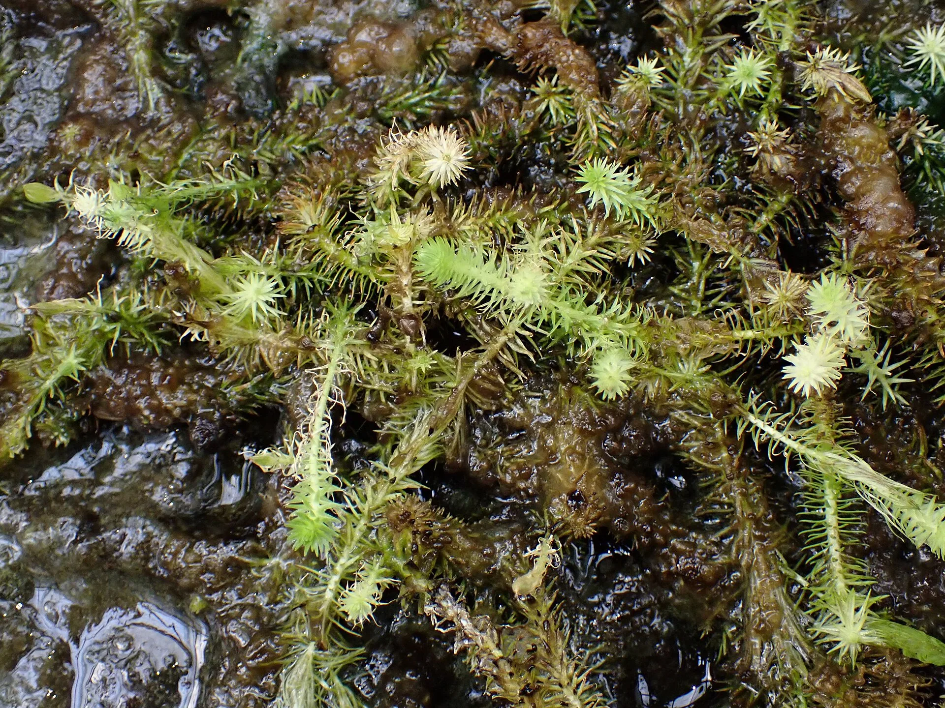 Mayaca fluviatilis aquarium plant