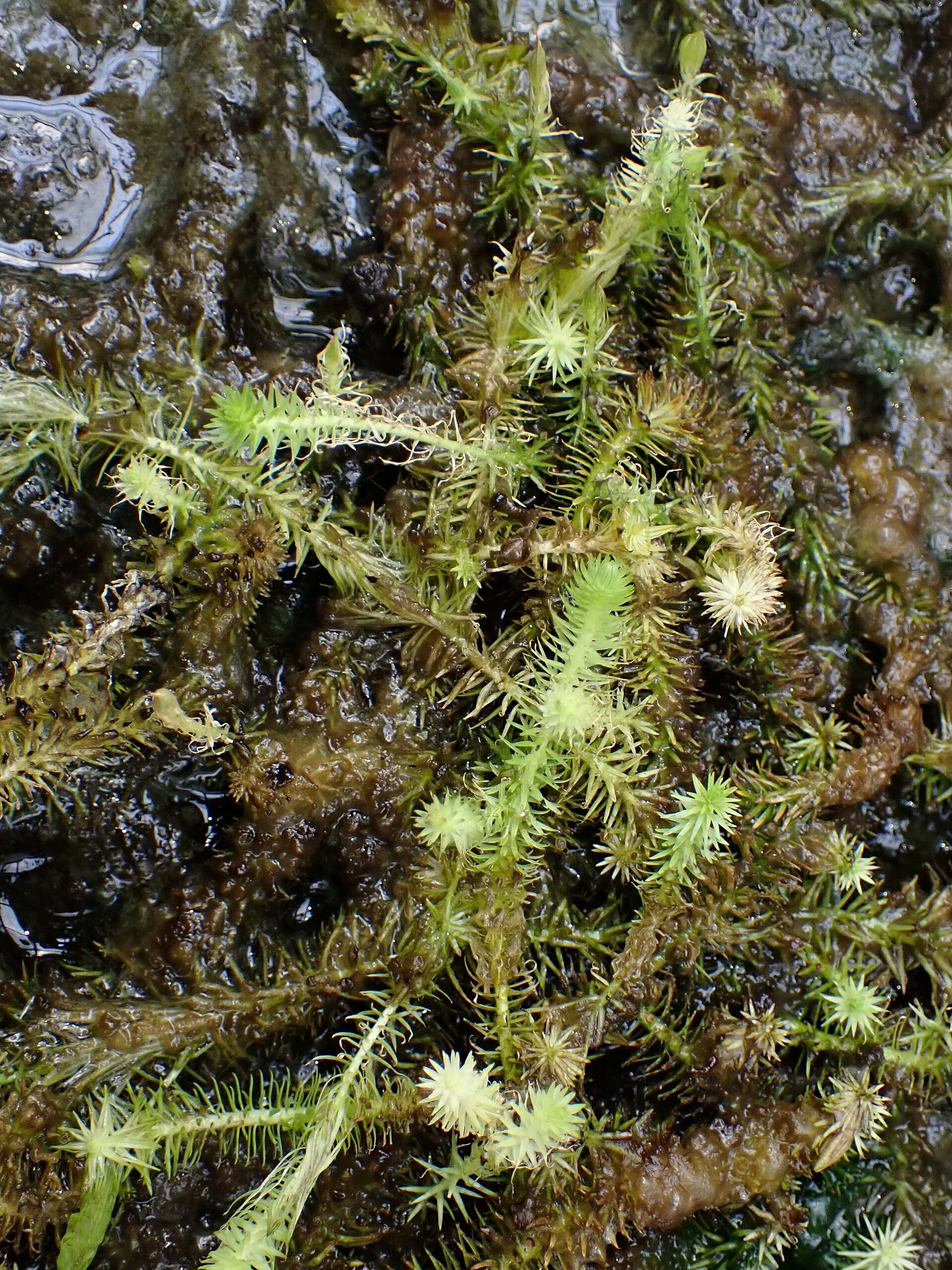 Mayaca fluviatilis (Mayaca fluviatilis) leaf detail