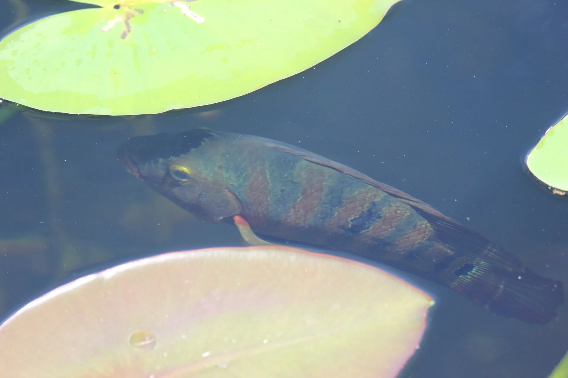 Mayan Cichlid aquarium photo