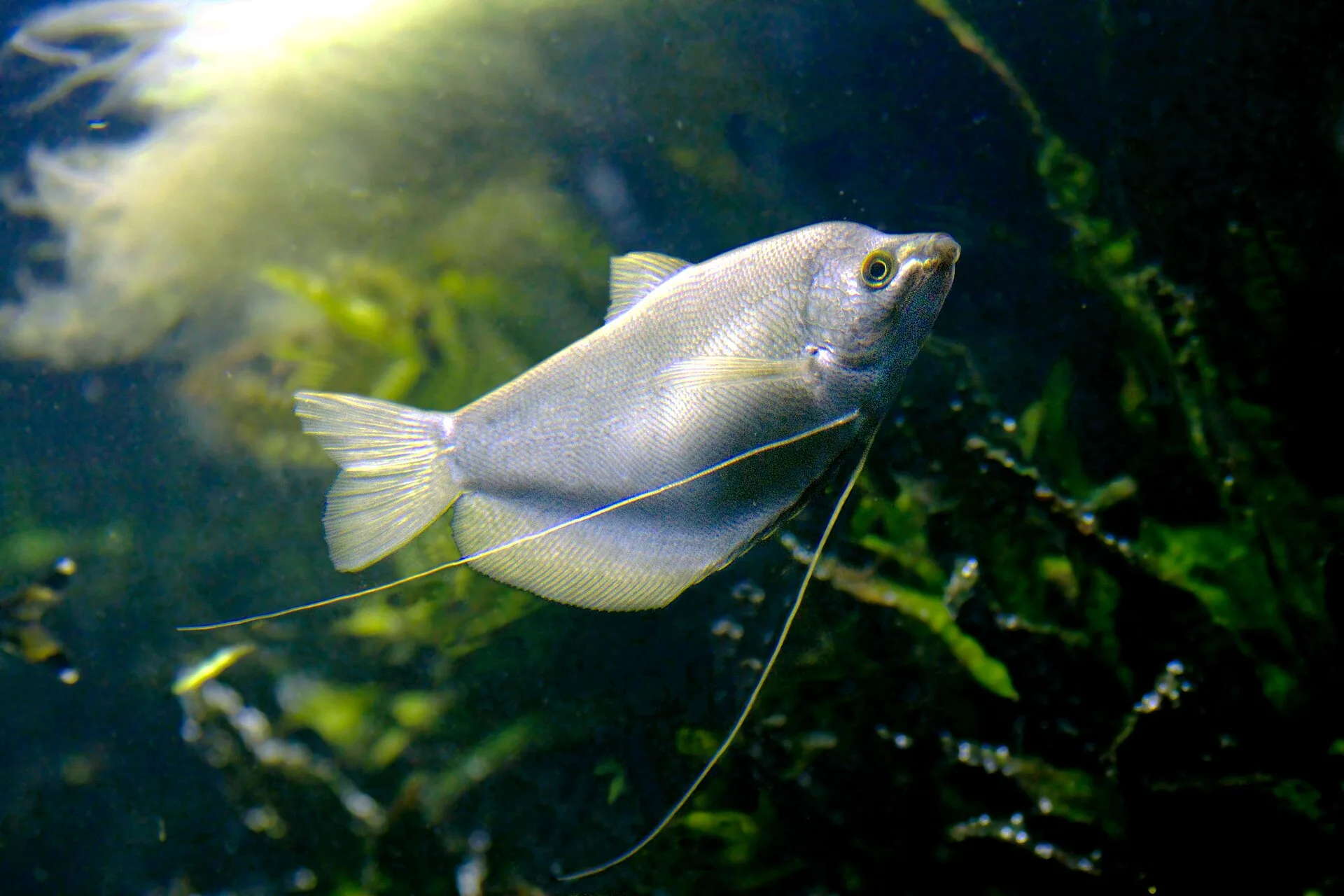 Moonlight Gourami aquarium photo