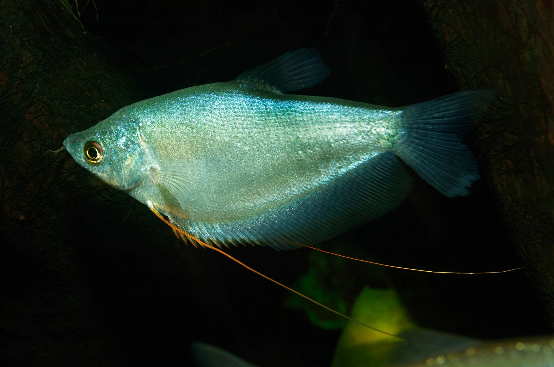 Moonlight Gourami aquarium photo