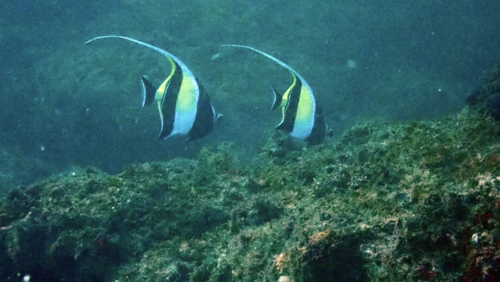 Moorish Idol aquarium photo