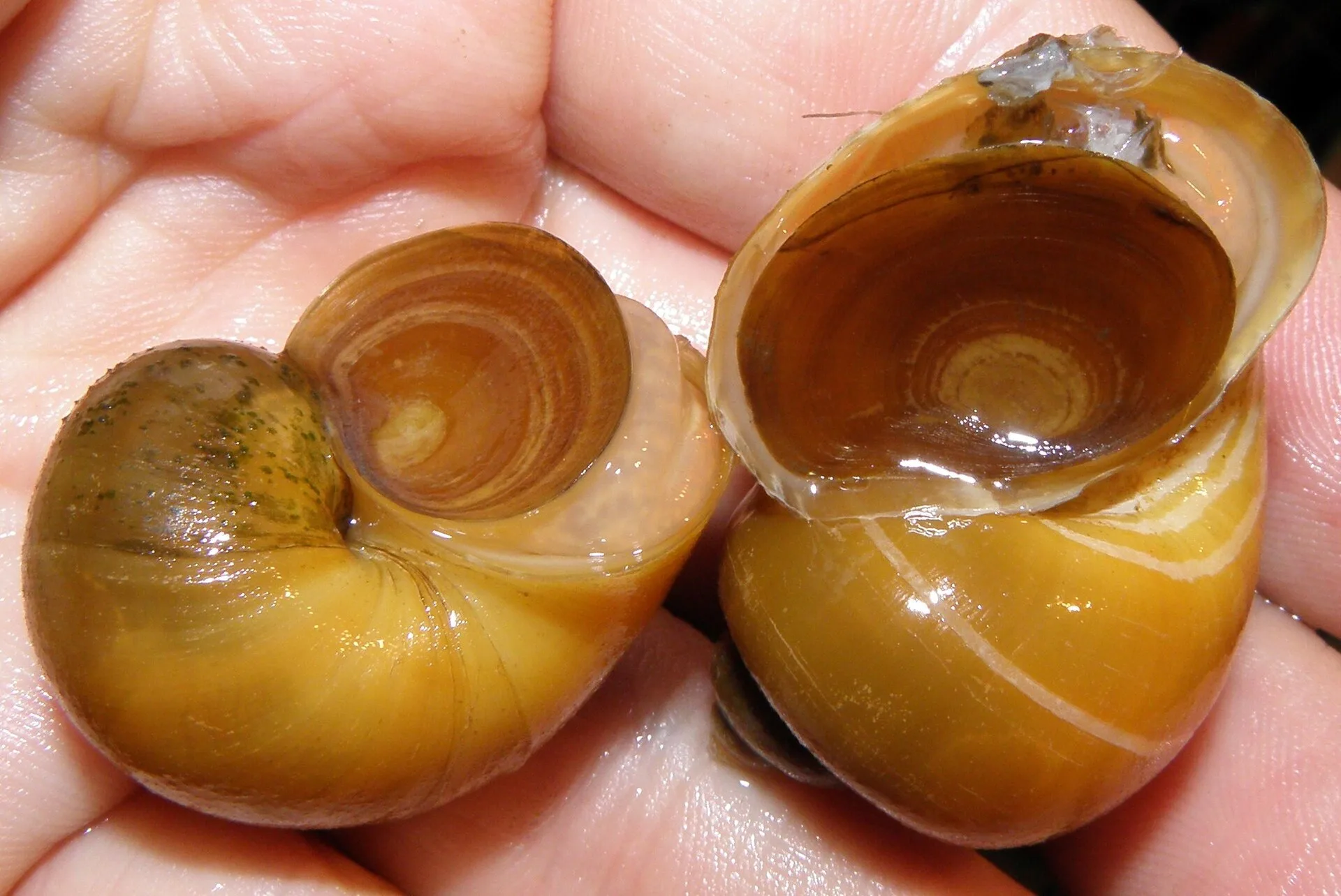 Close view of Mystery Snail (Pomacea diffusa)