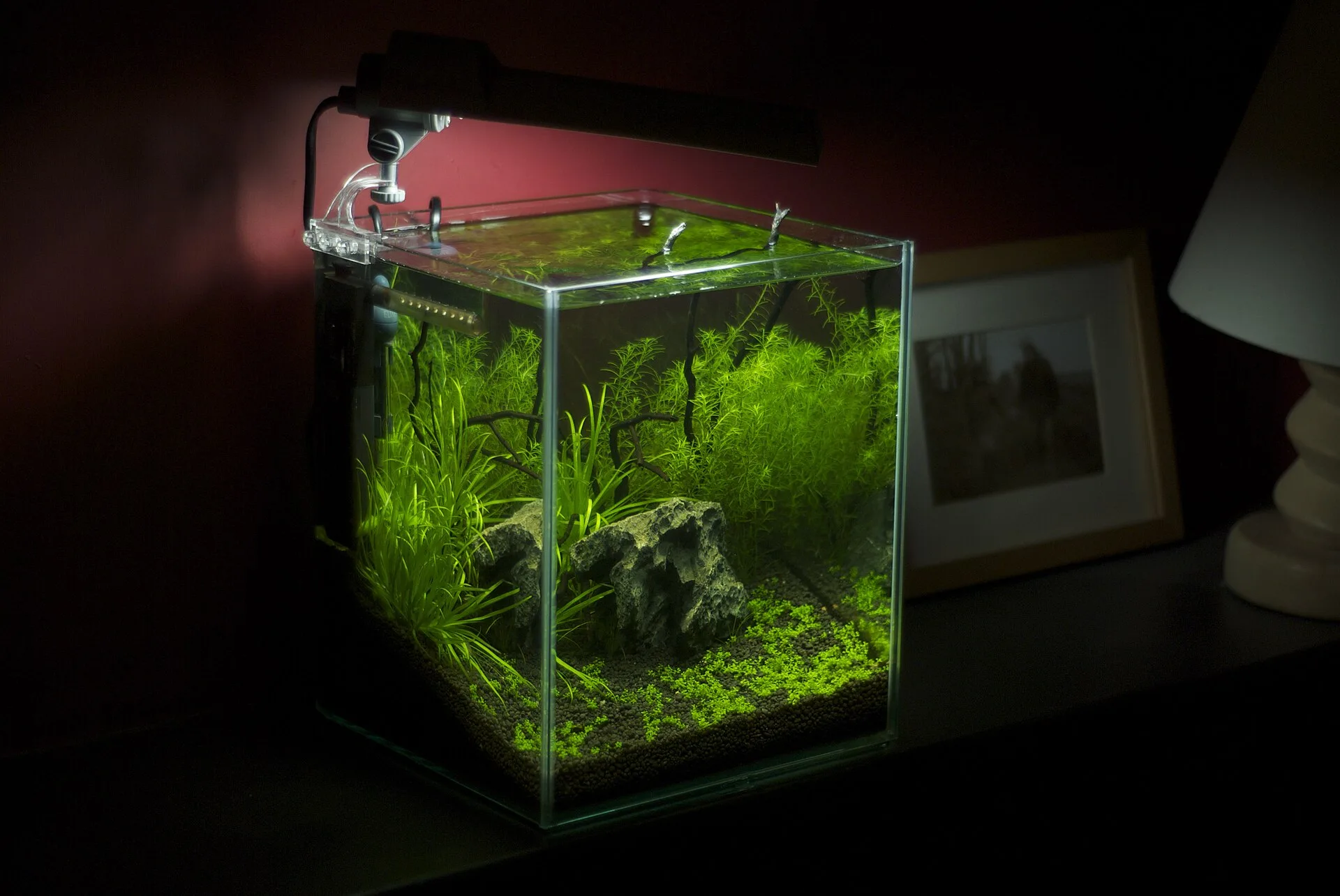 Nano Aquarium Setup for Beginners
