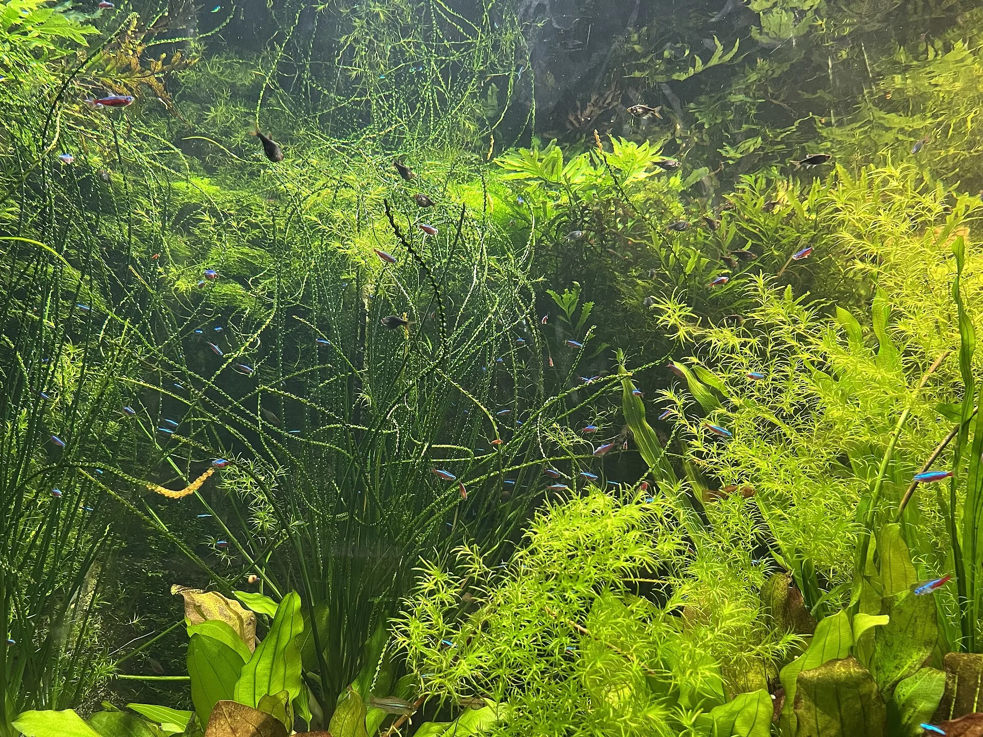 Planted nano tank on a desktop