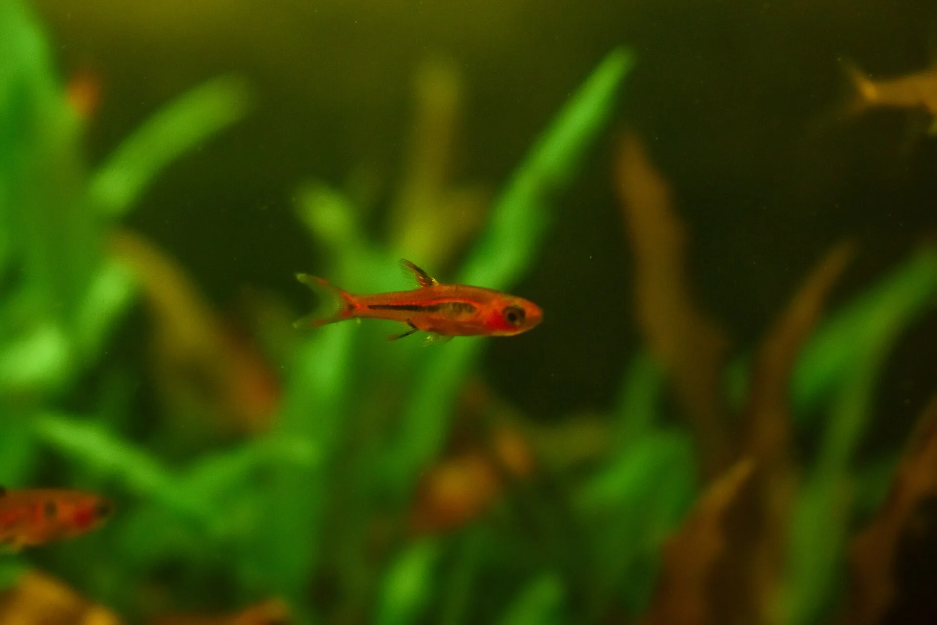 Small nano aquarium fish in a planted tank