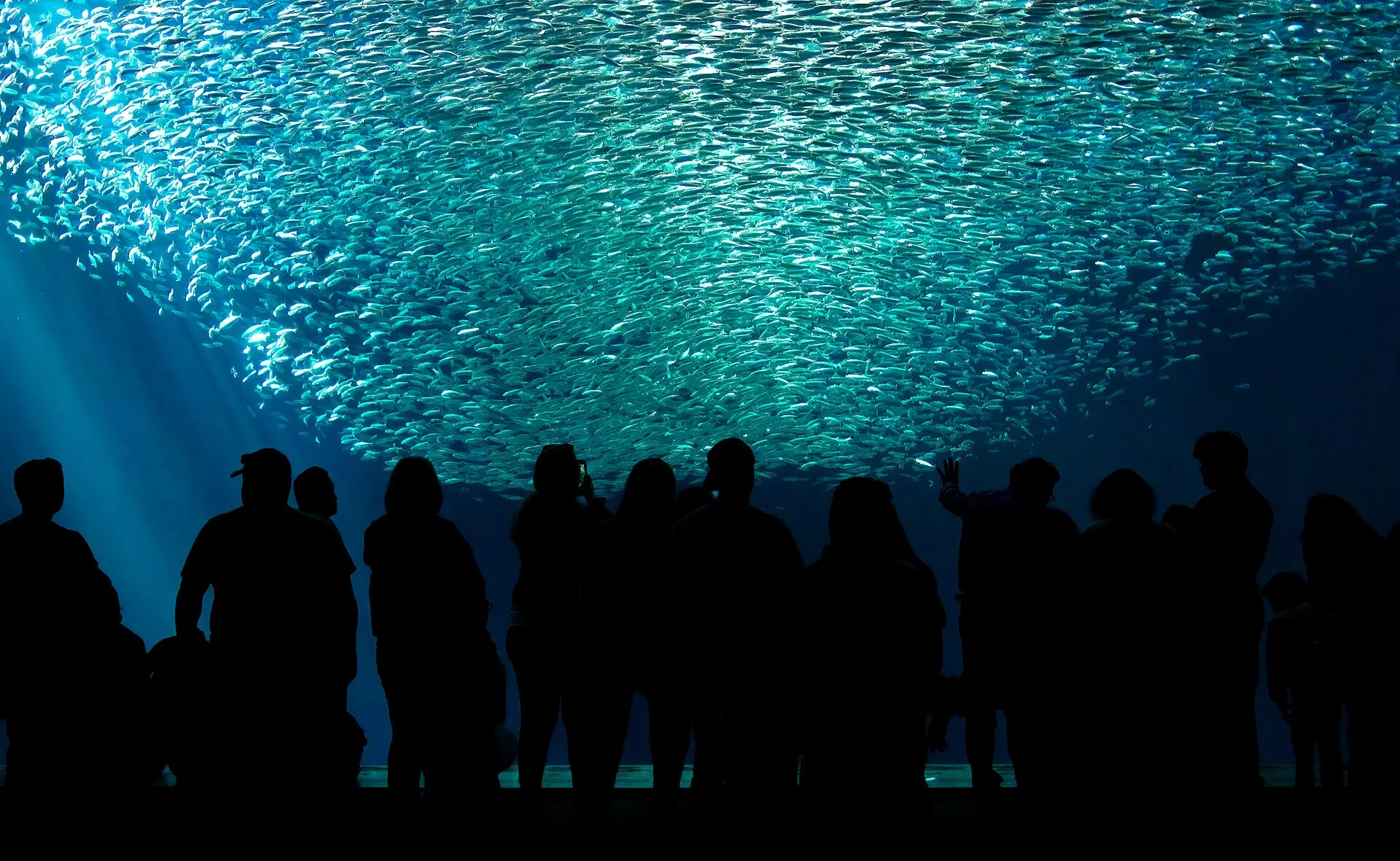 Nature Aquarium Style Basics