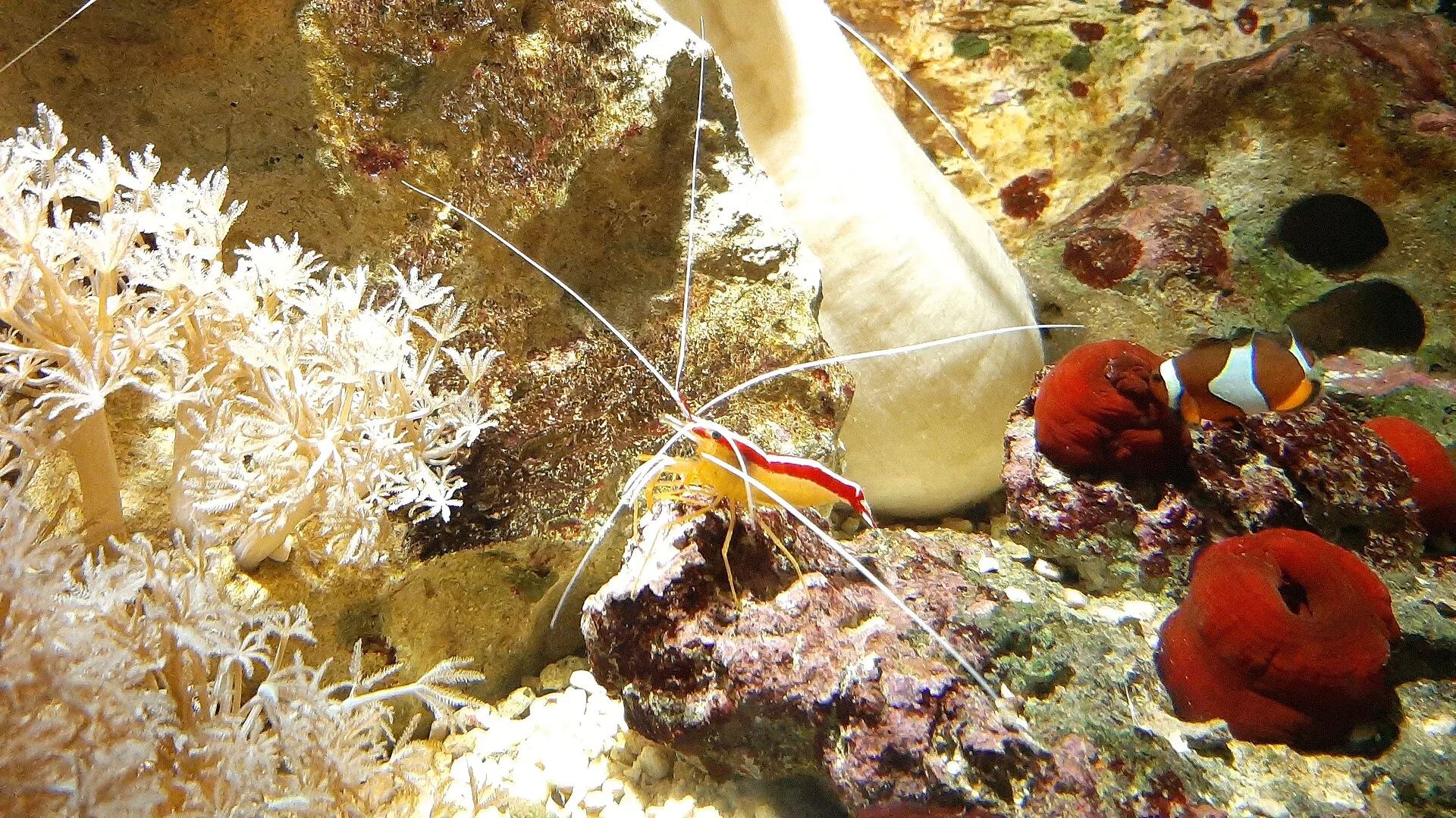 Nature Aquarium Style Basics