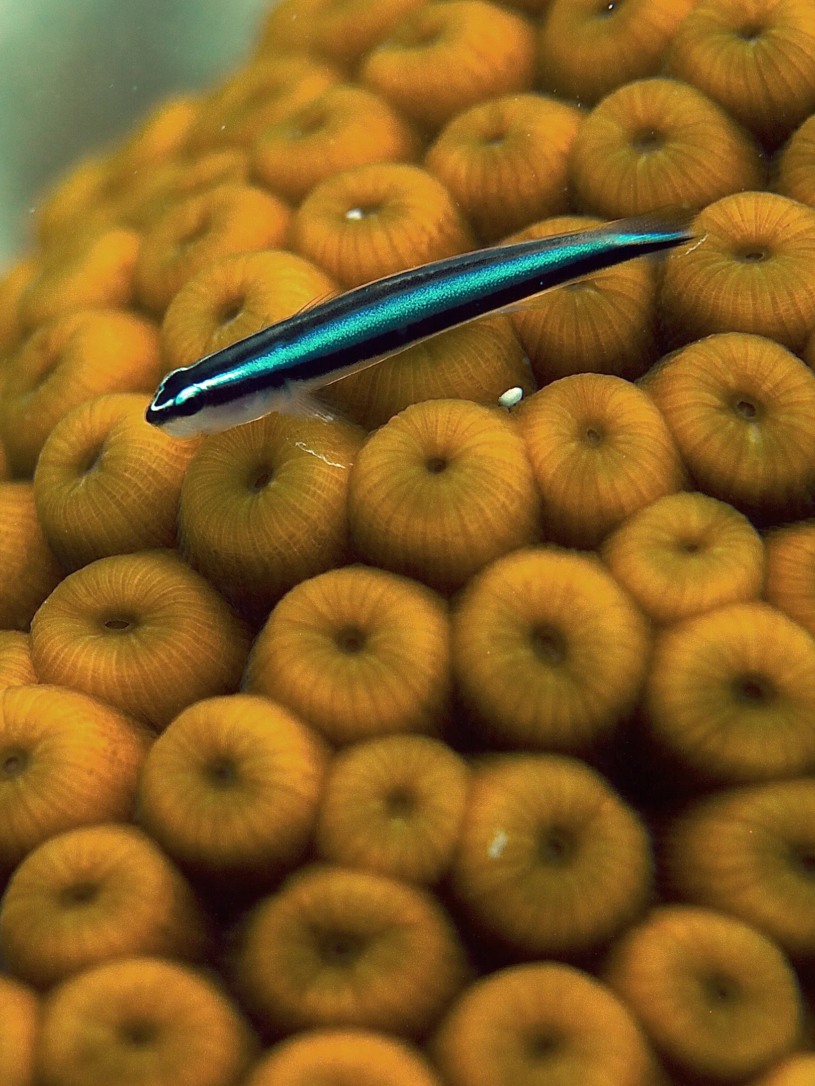 Neon Goby (Elacatinus oceanops)