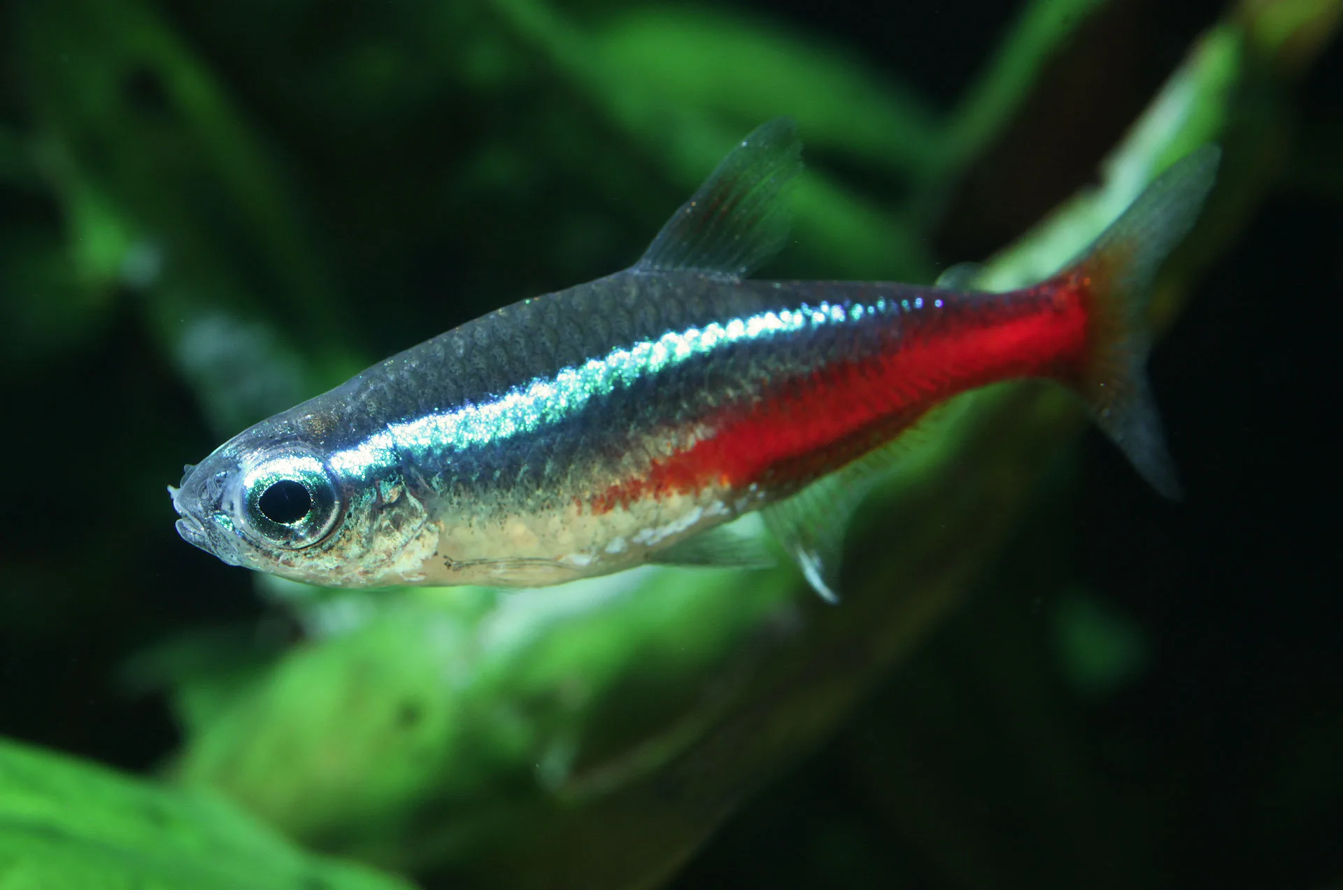 Neon Tetra aquarium photo