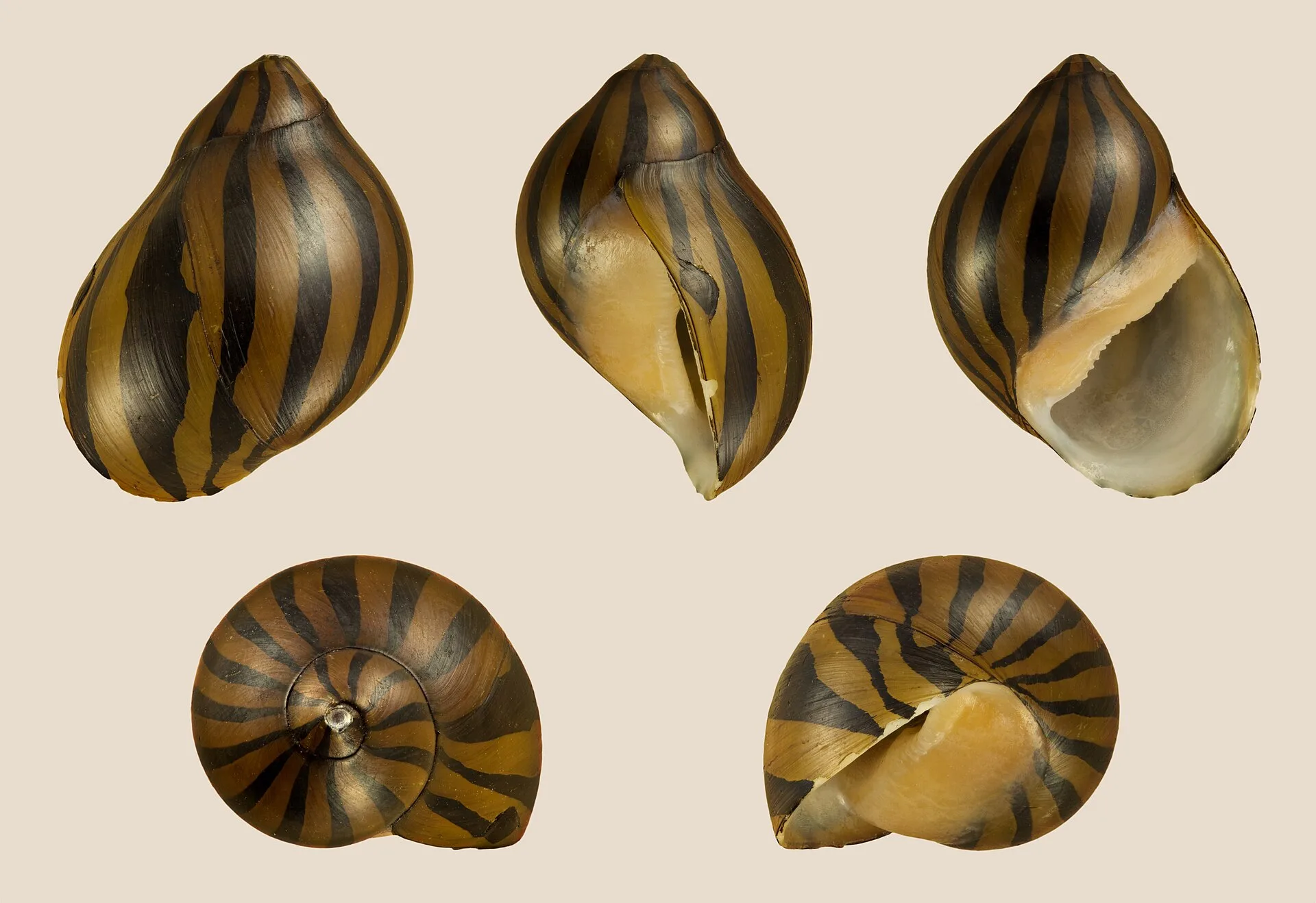 Close view of Nerite Snail (Neritina natalensis (and related Vittina / Neritina species))