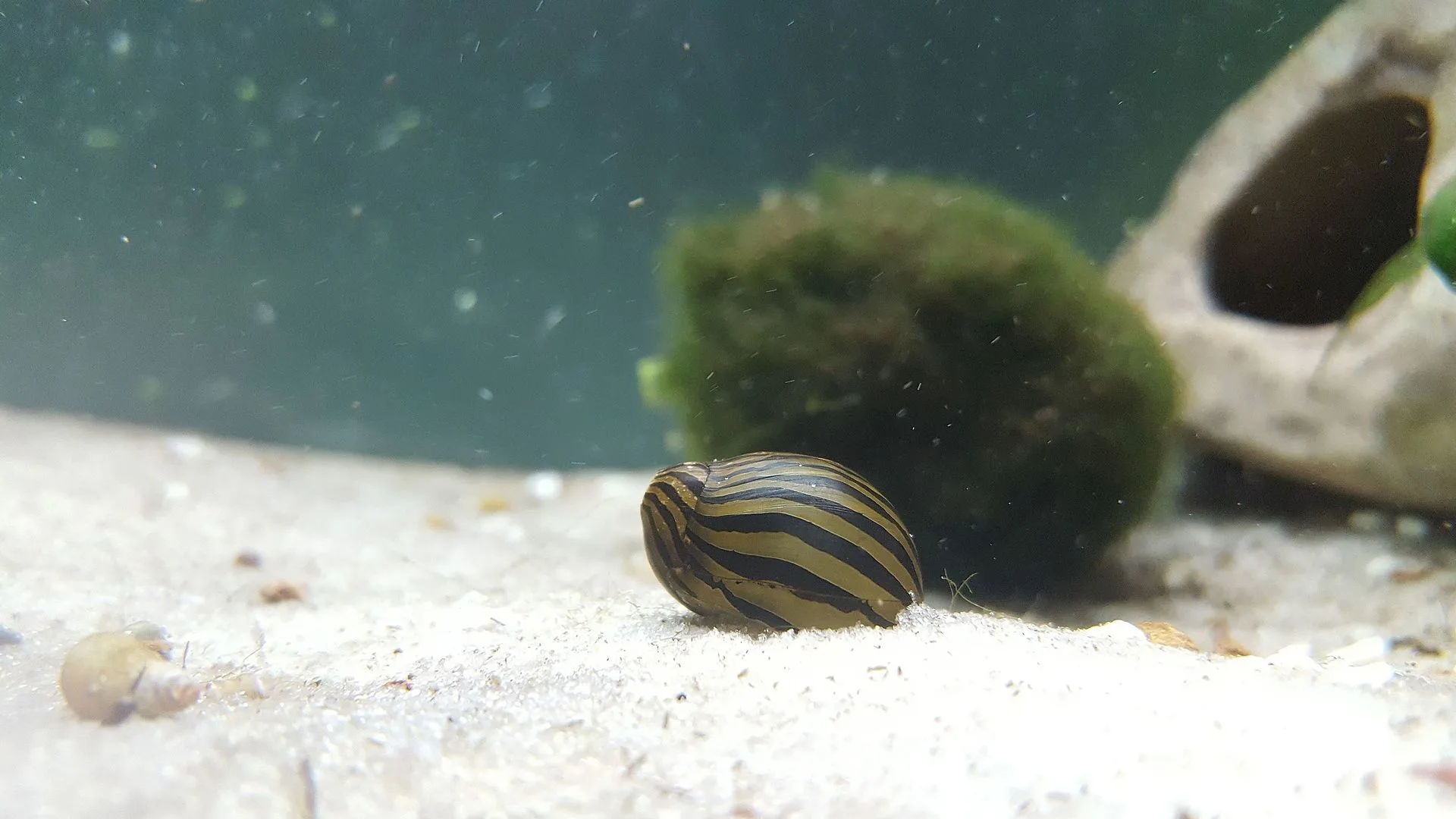 Nerite Snail (Neritina natalensis (and related Vittina / Neritina species))