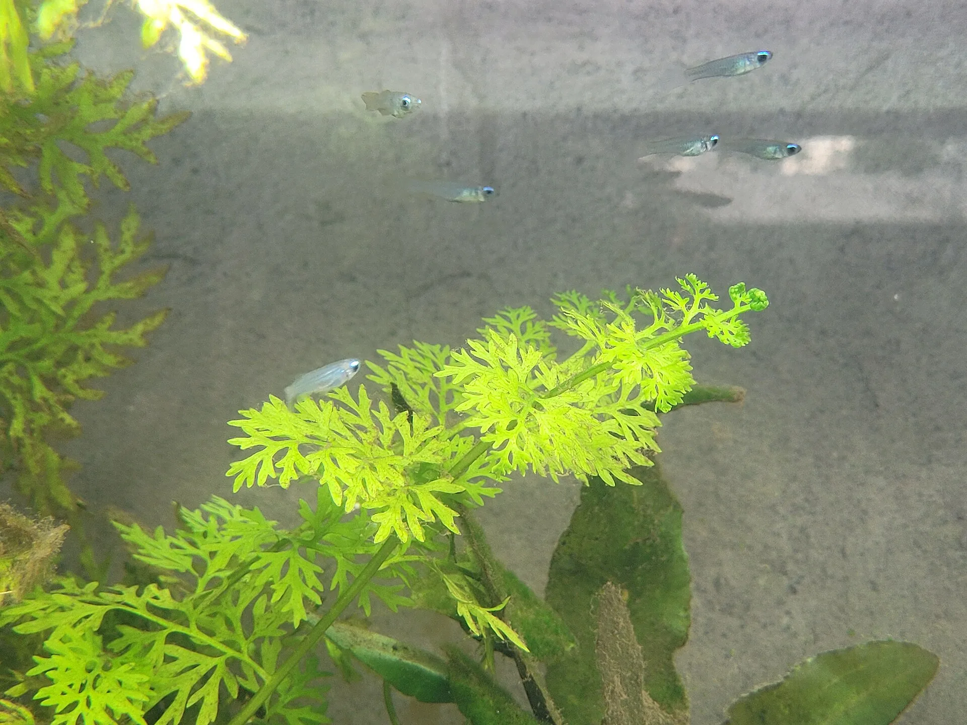 Norman’s Lampeye aquarium photo