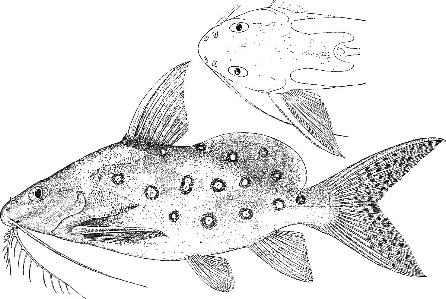 Ocellated Synodontis Catfish aquarium photo