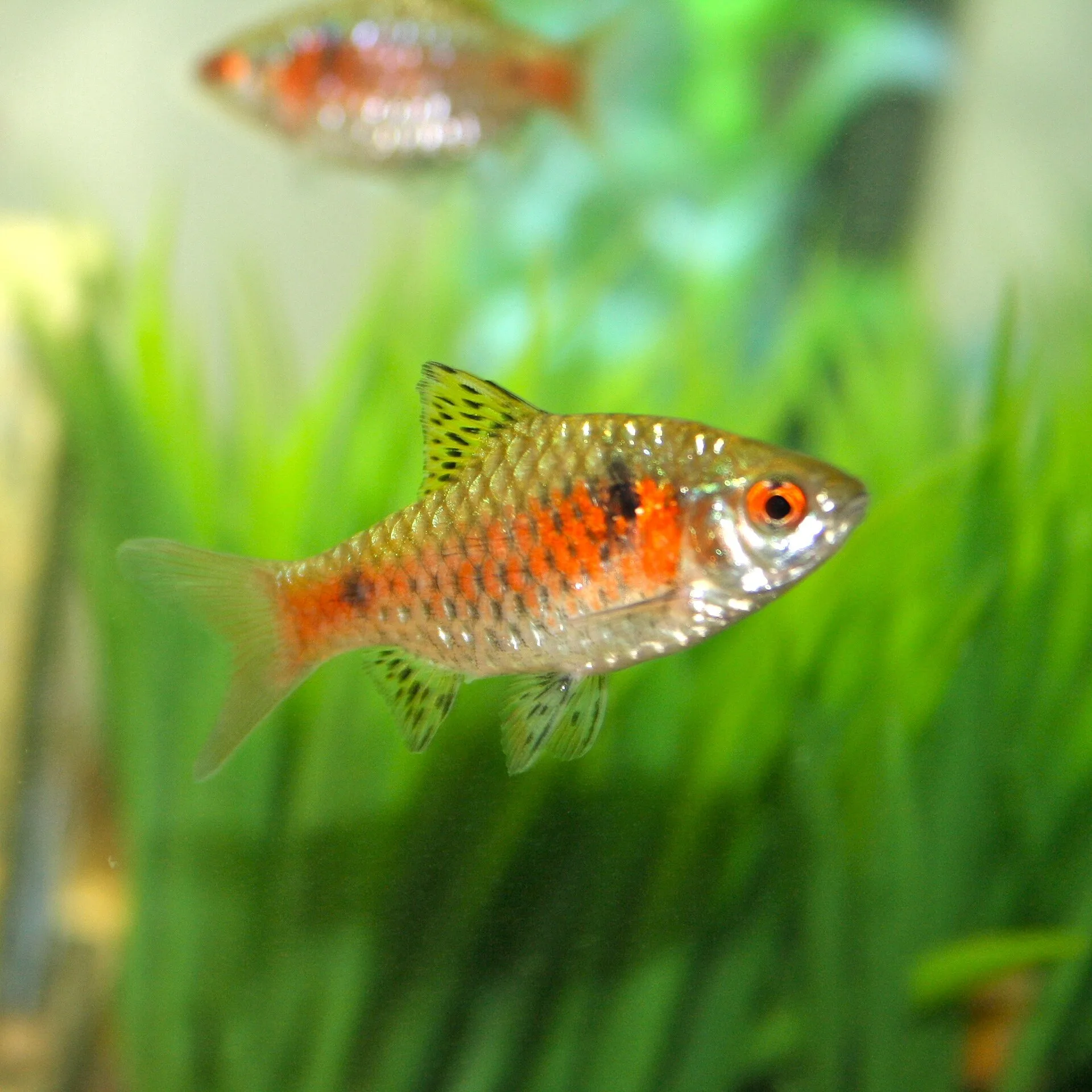 Close view of Odessa Barb (Pethia padamya)