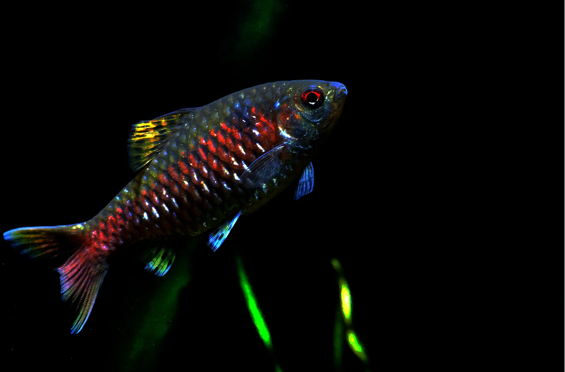Odessa Barb natural colour and form