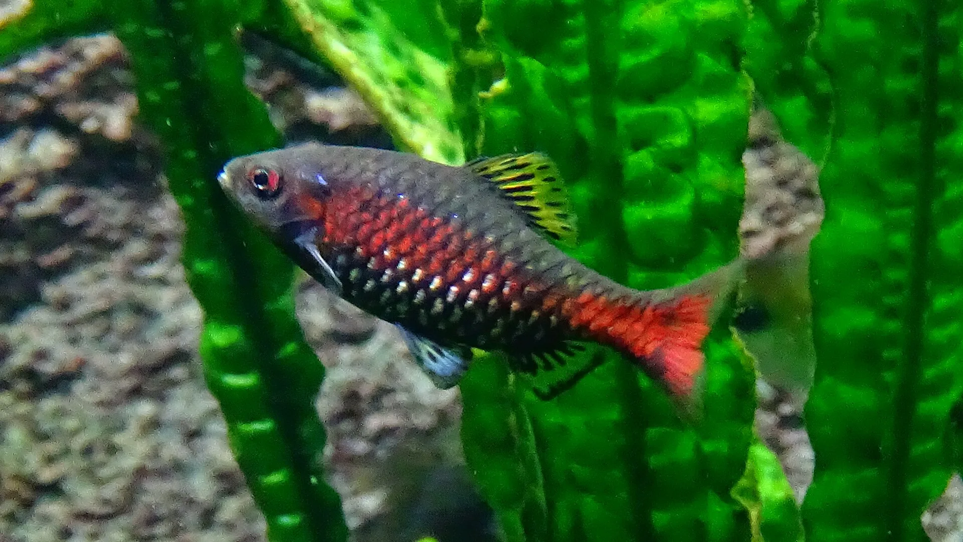 Odessa Barb (Pethia padamya)