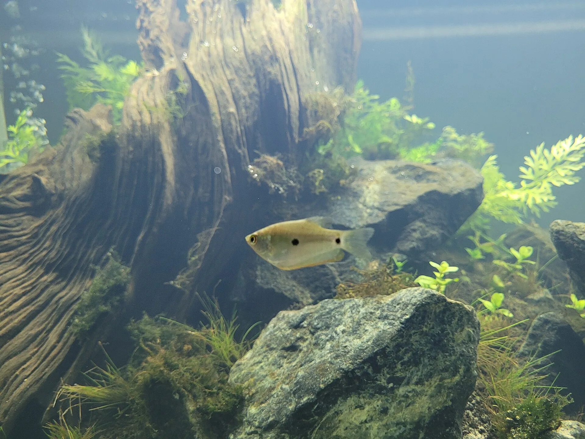 Opaline Gourami aquarium photo
