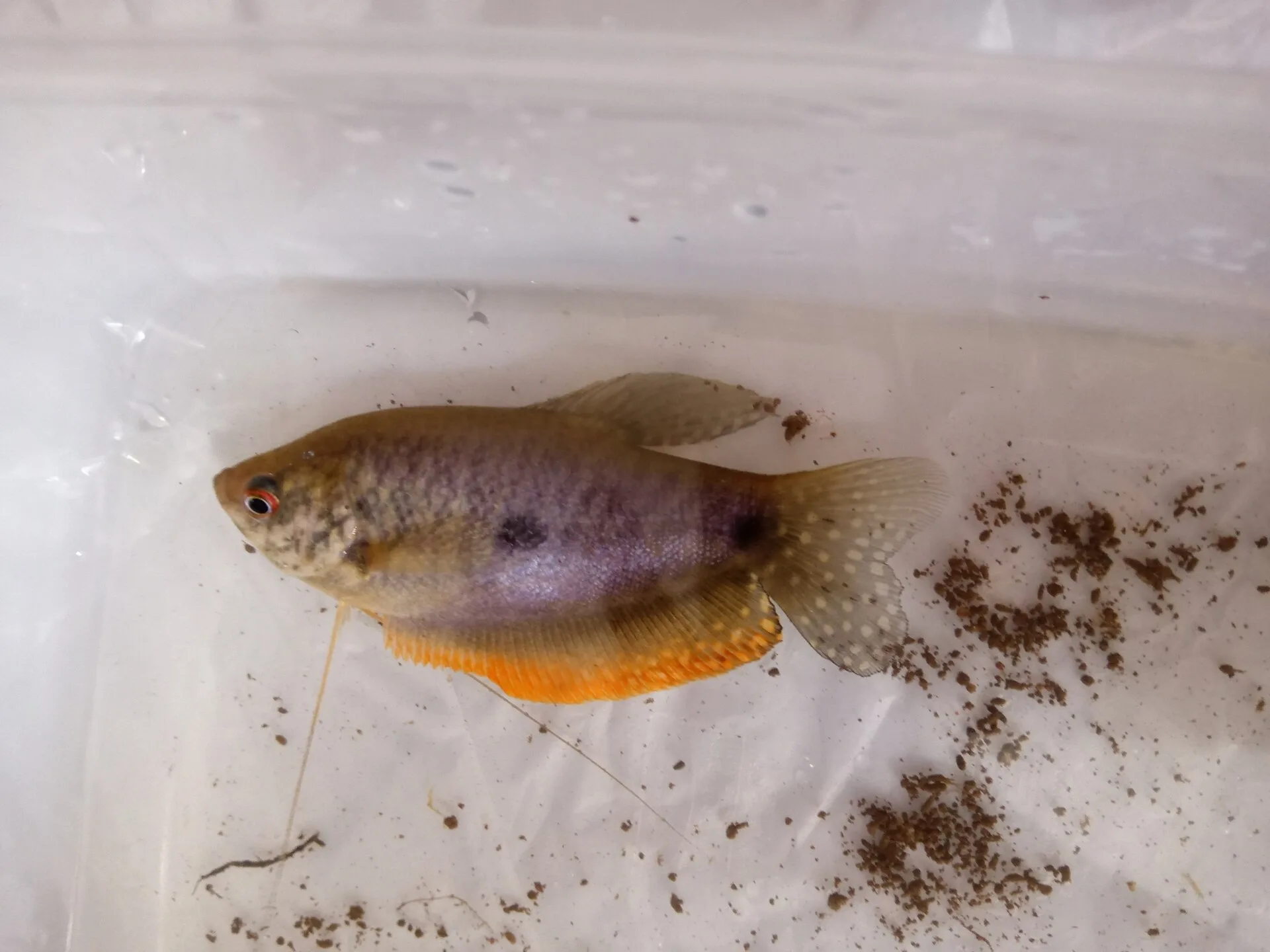 Opaline Gourami aquarium photo