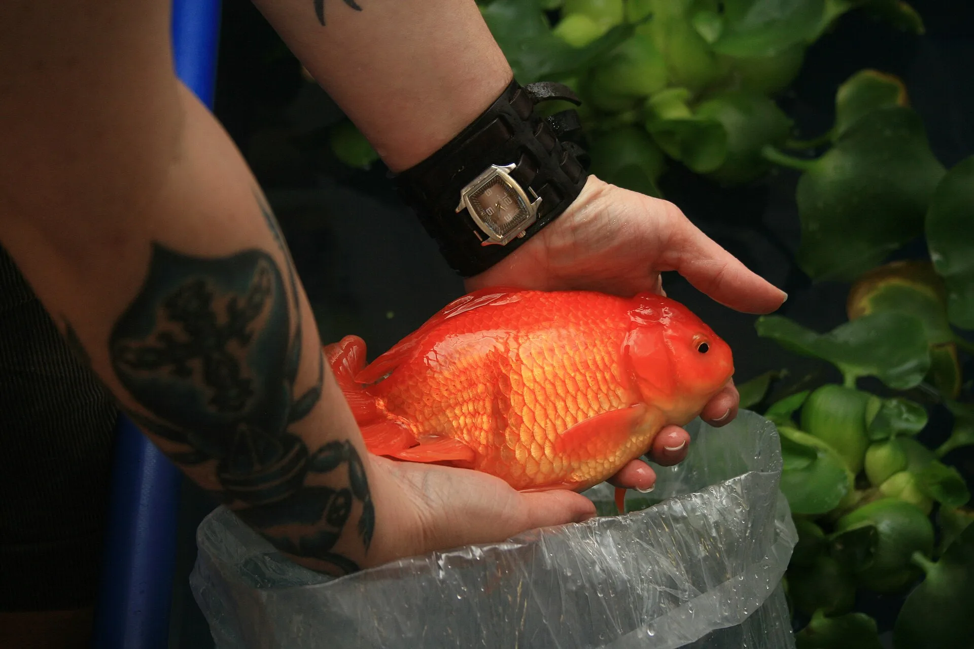 Oranda Goldfish in aquarium
