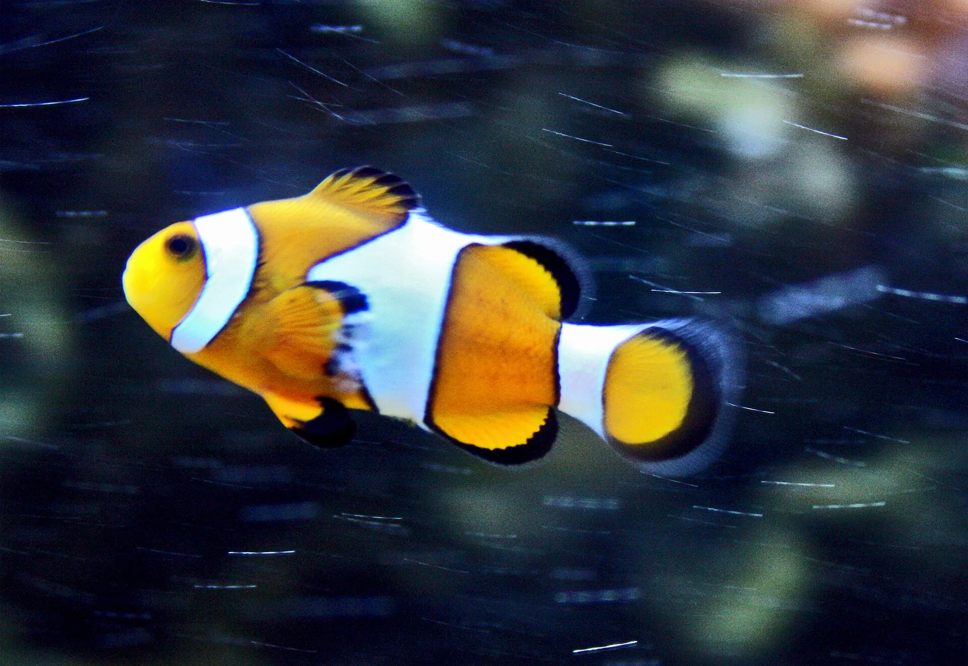 Orange Clownfish aquarium photo