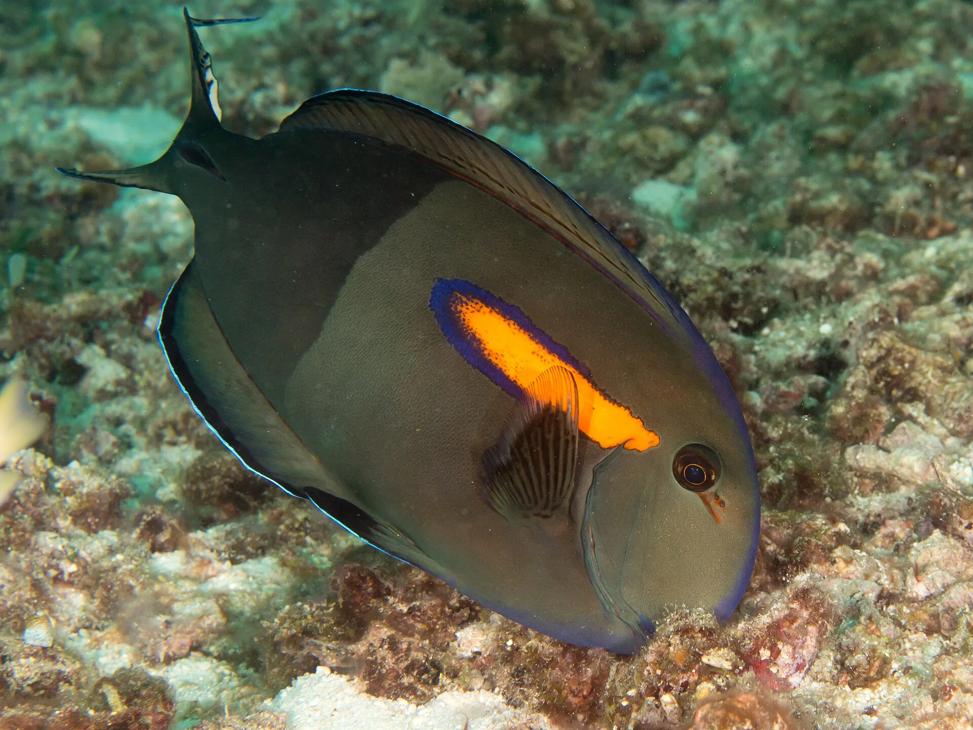 Orange Shoulder Tang aquarium photo