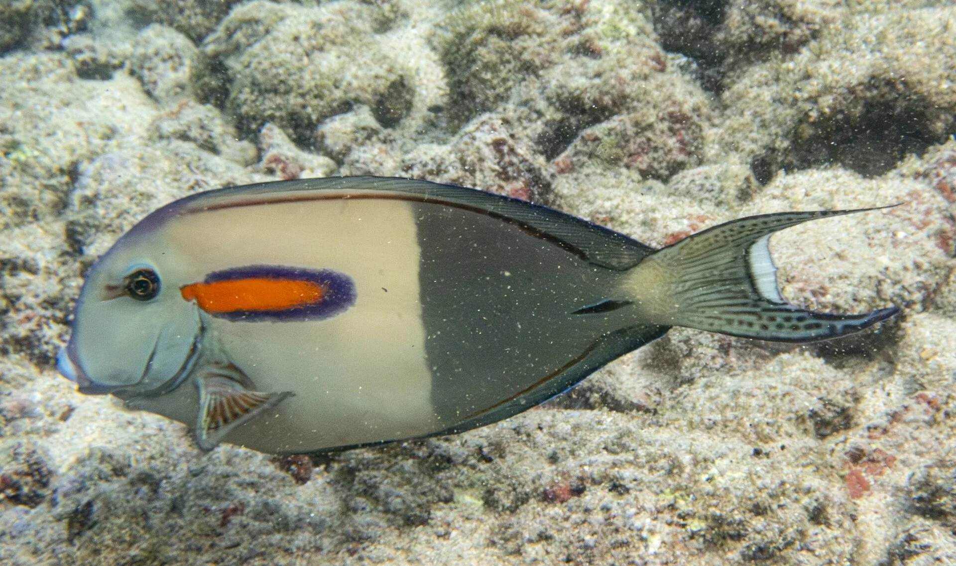 Orange Shoulder Tang aquarium photo