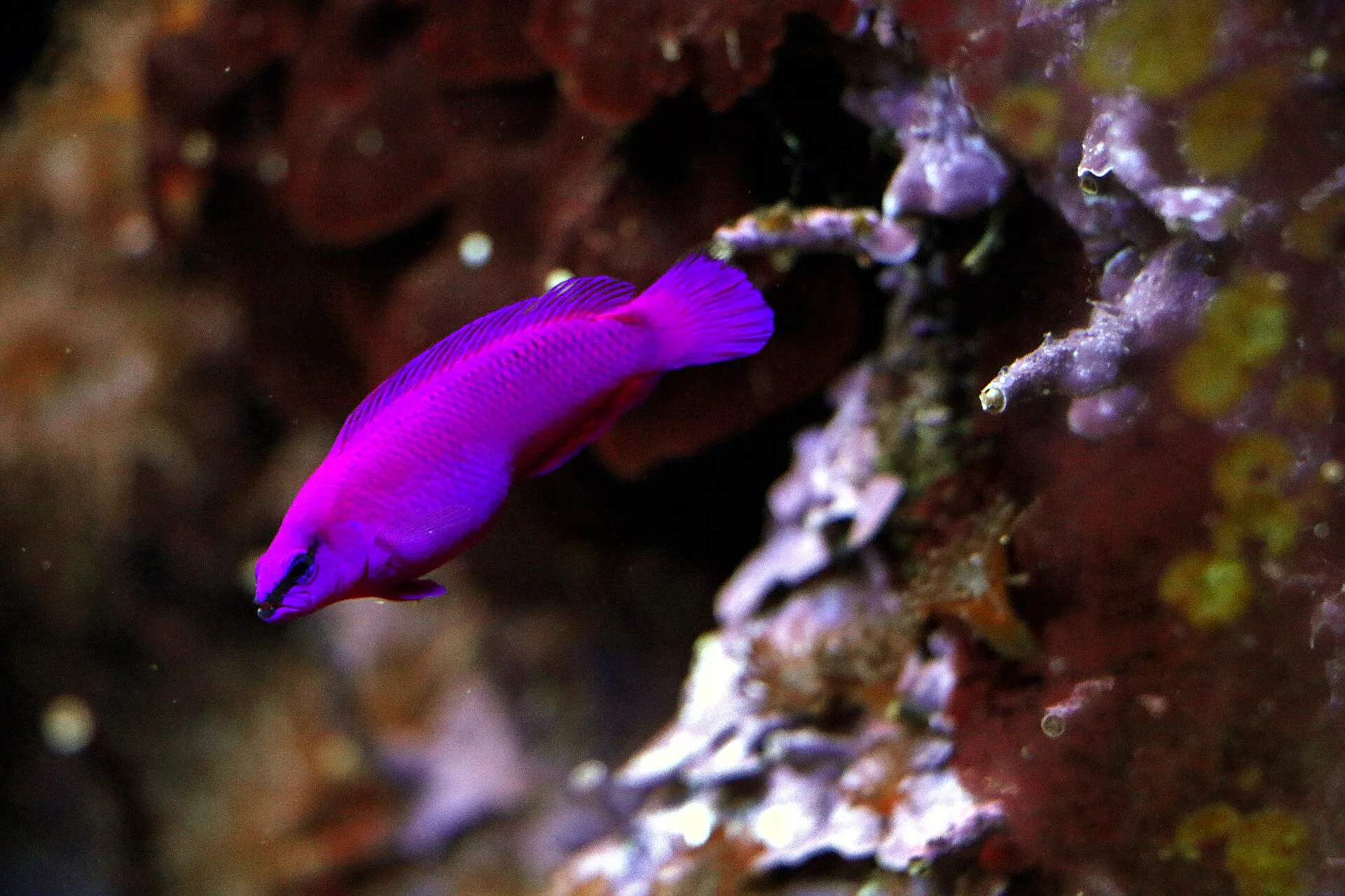 Orchid Dottyback (Pseudochromis fridmani)