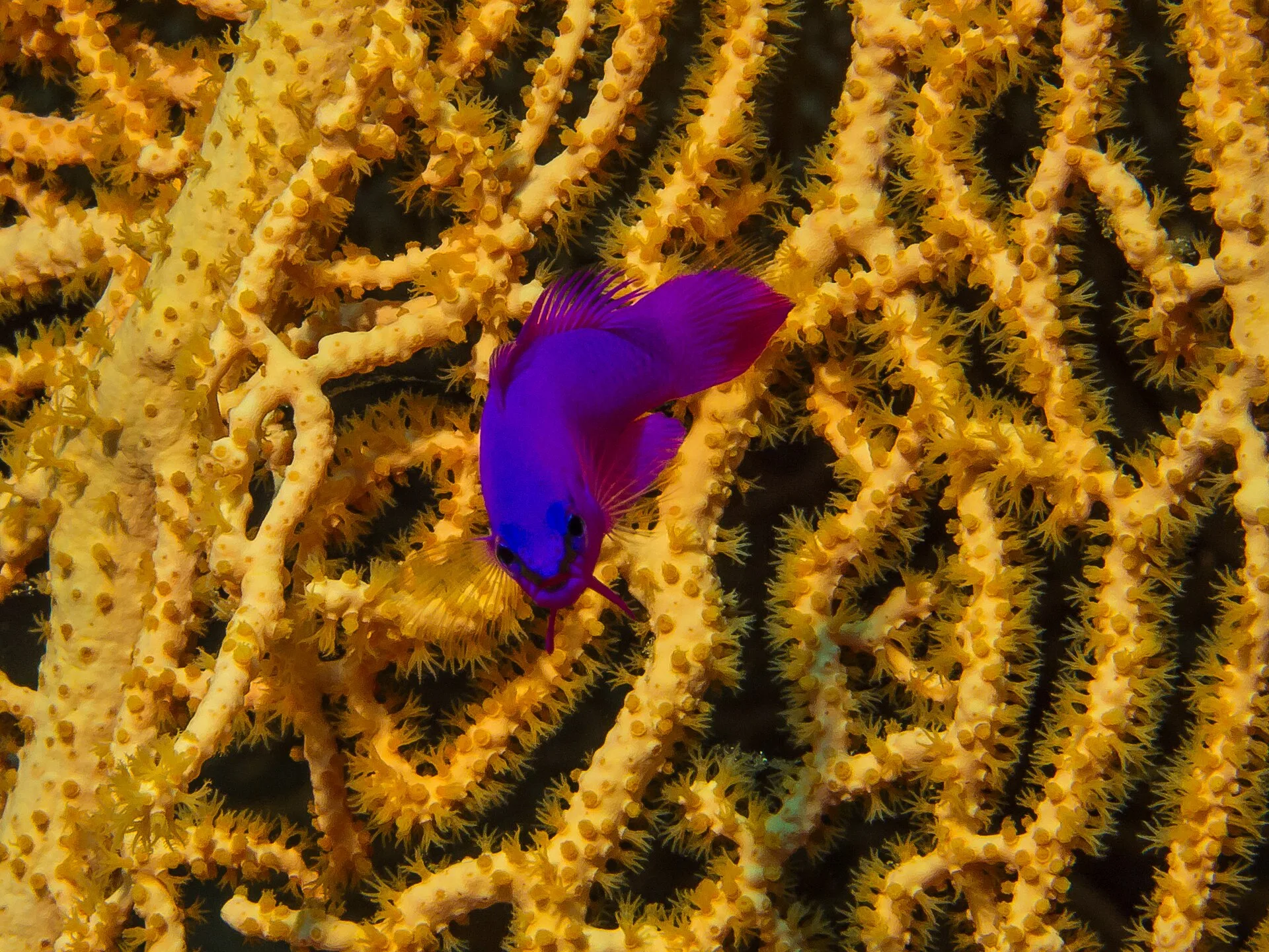 Orchid Dottyback on a coral reef