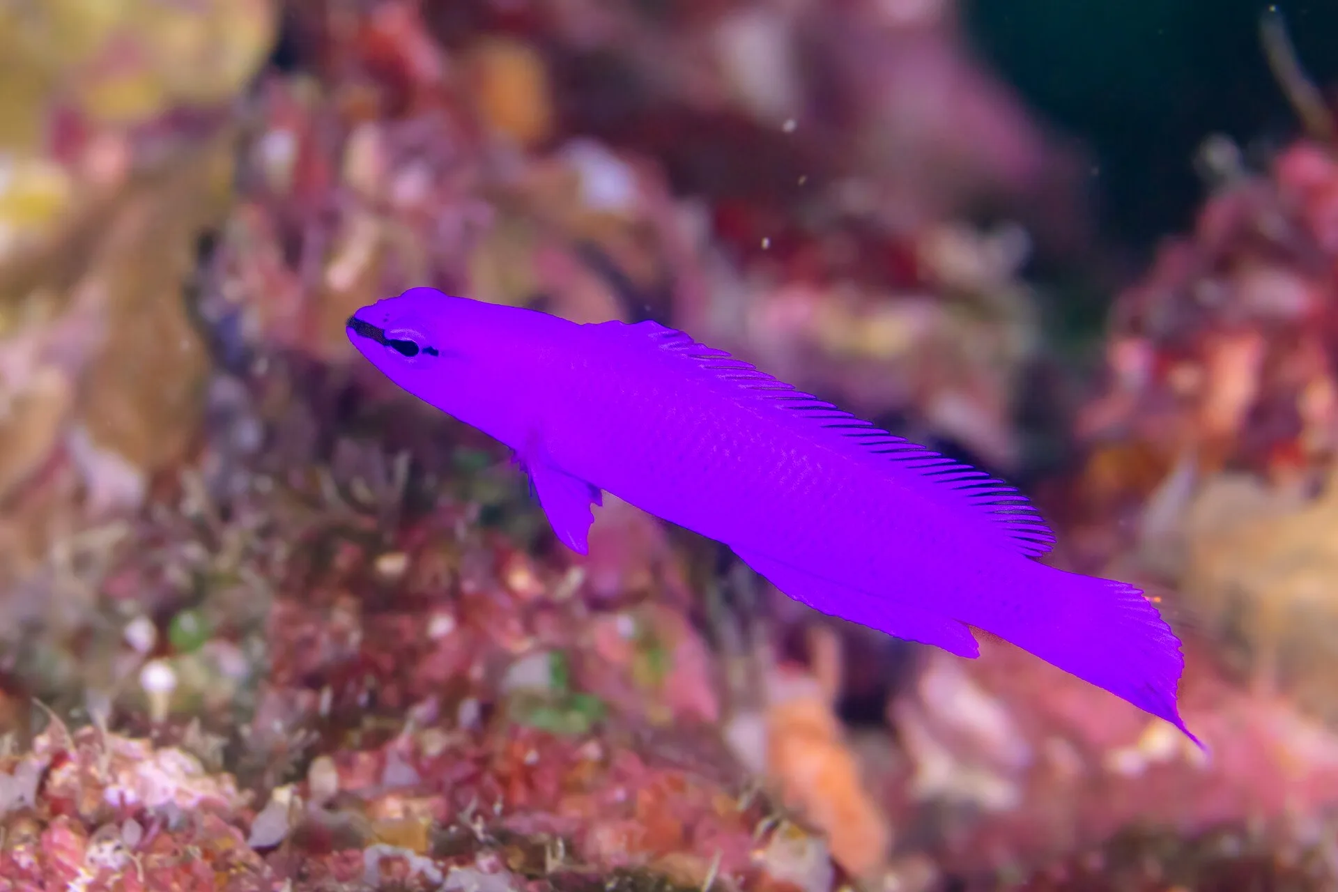 Close view of Orchid Dottyback (Pseudochromis fridmani)