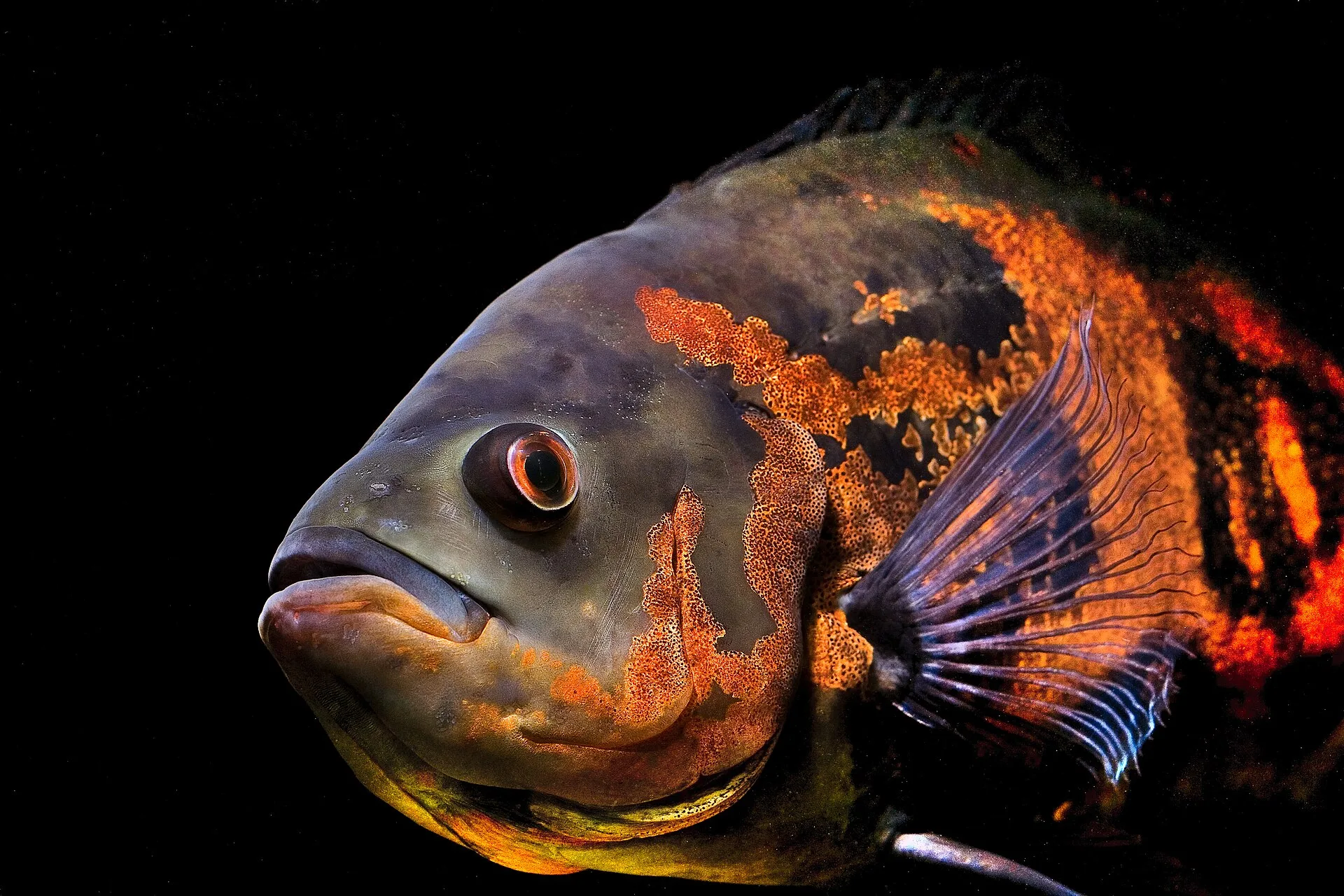 Oscar aquarium photo