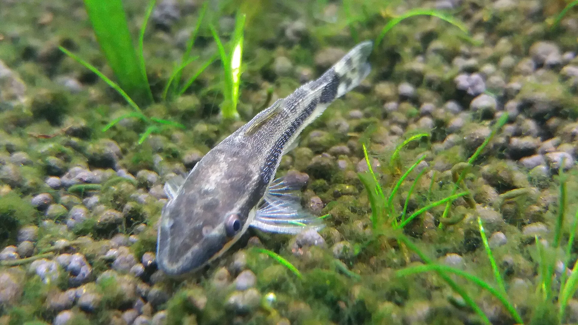 Otocinclus Catfish aquarium photo