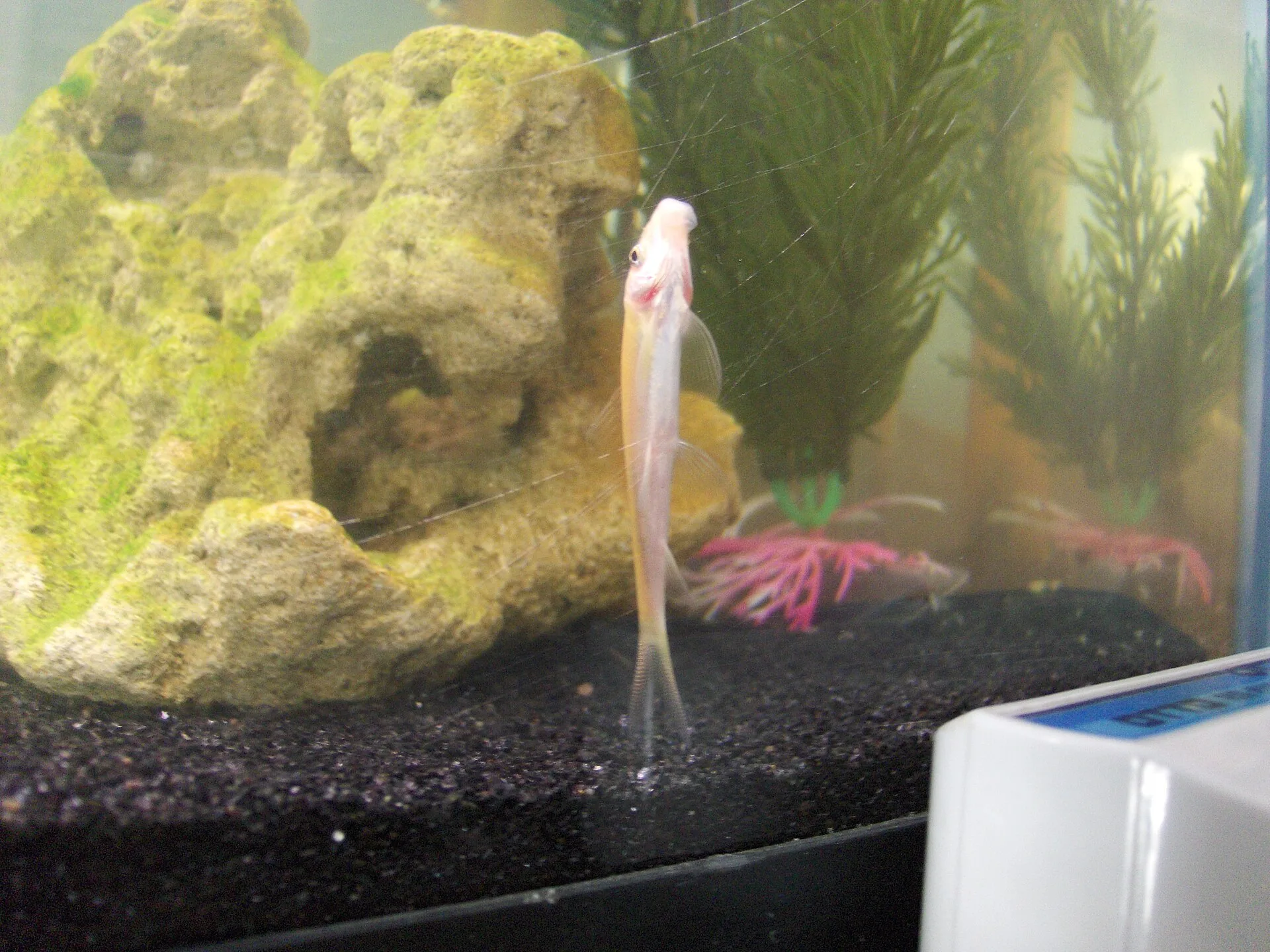 Otocinclus Catfish aquarium photo