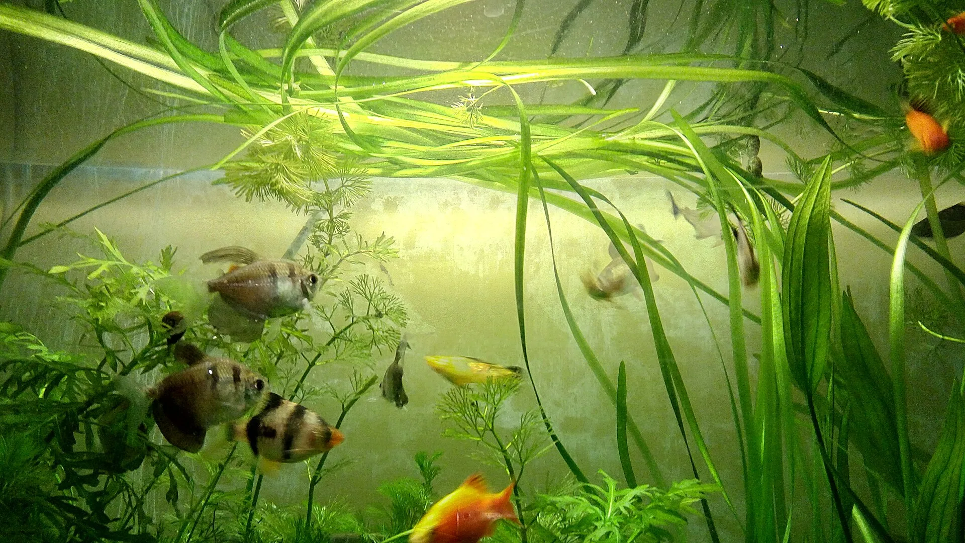 Overfeeding Aquarium Fish: Signs and How to Stop