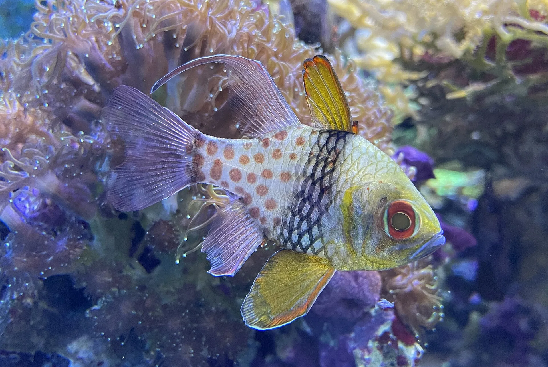 Pajama Cardinalfish aquarium photo