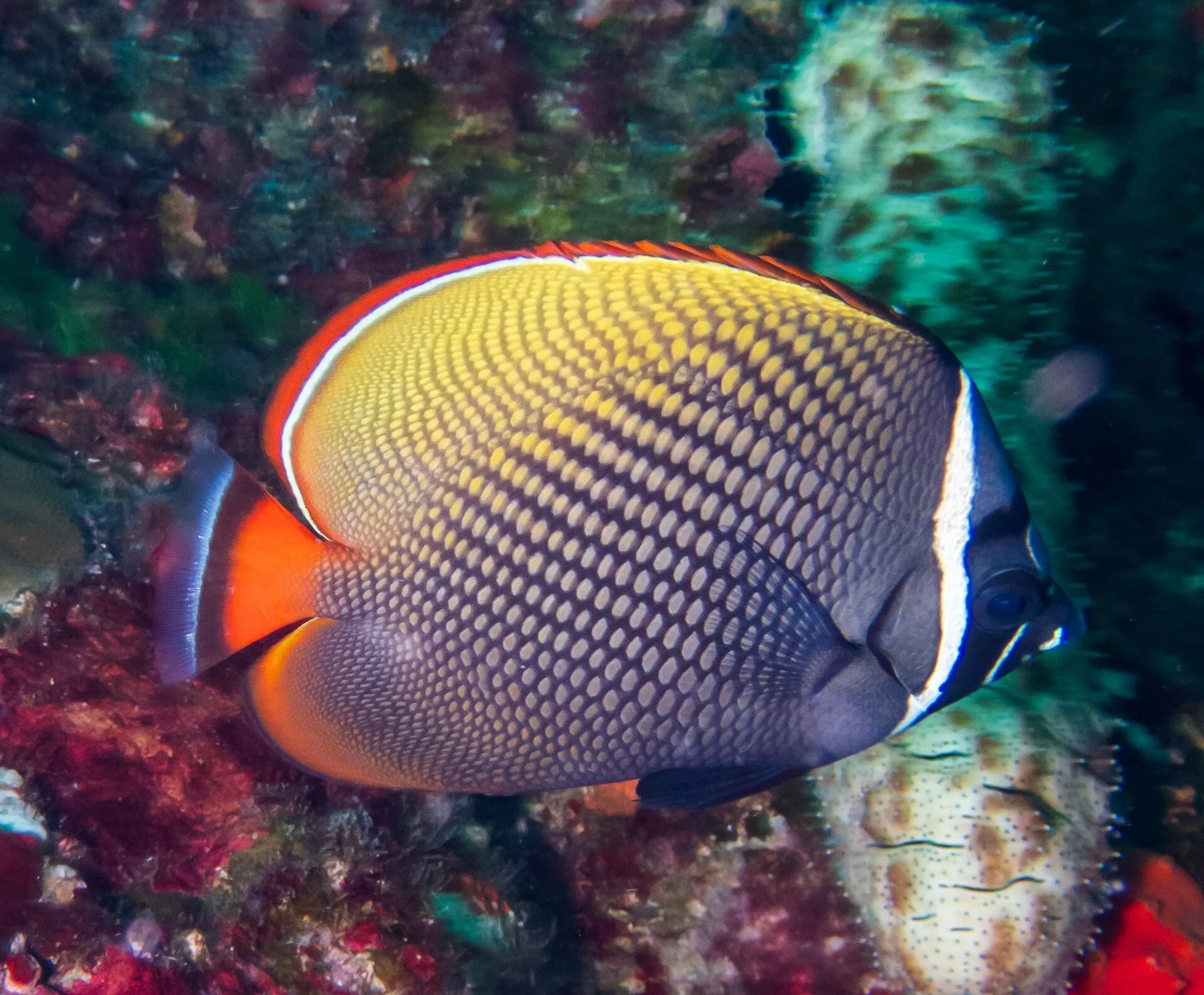 Pakistan Butterflyfish aquarium photo