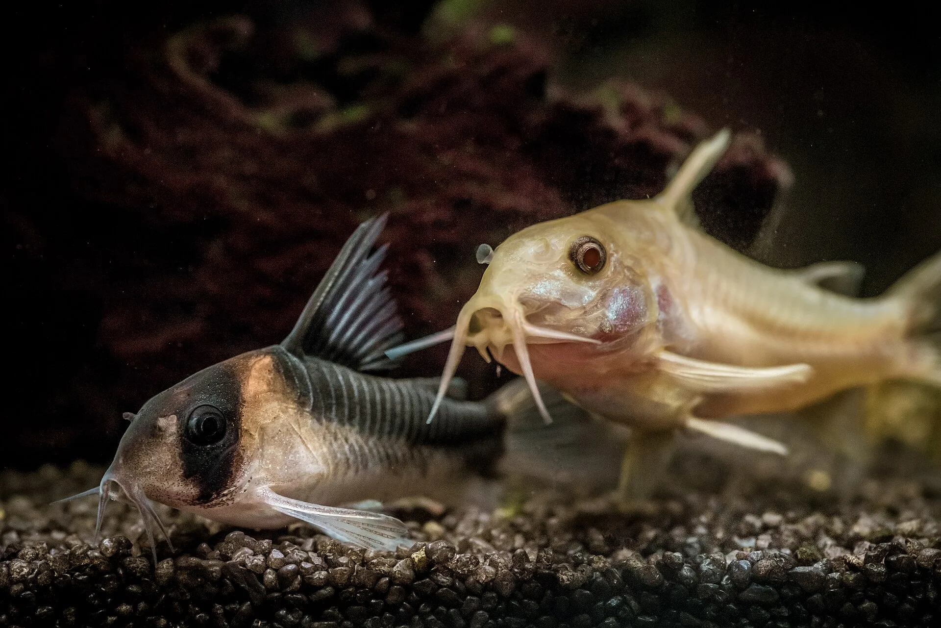 Panda Cory aquarium photo