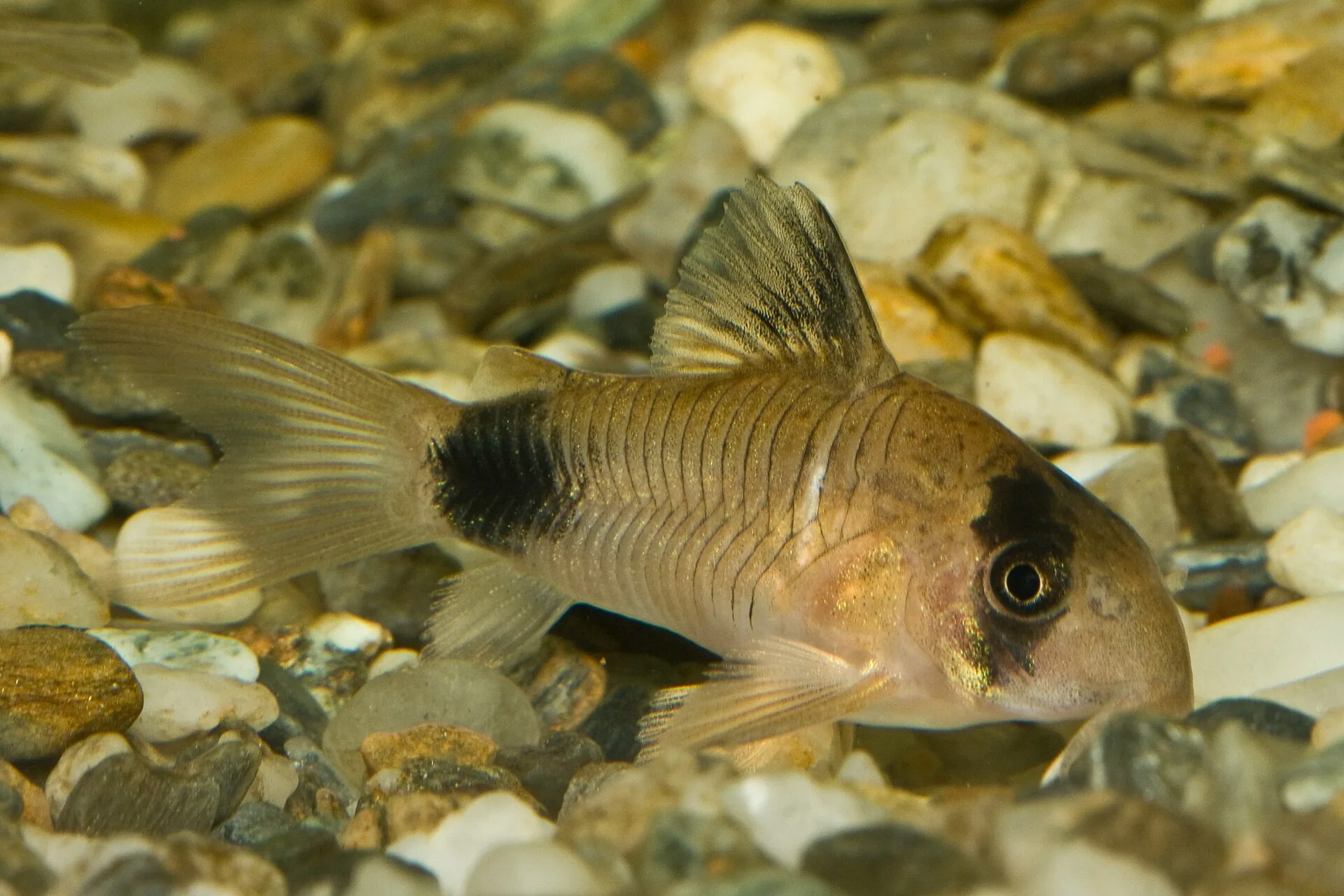 Panda Cory aquarium photo