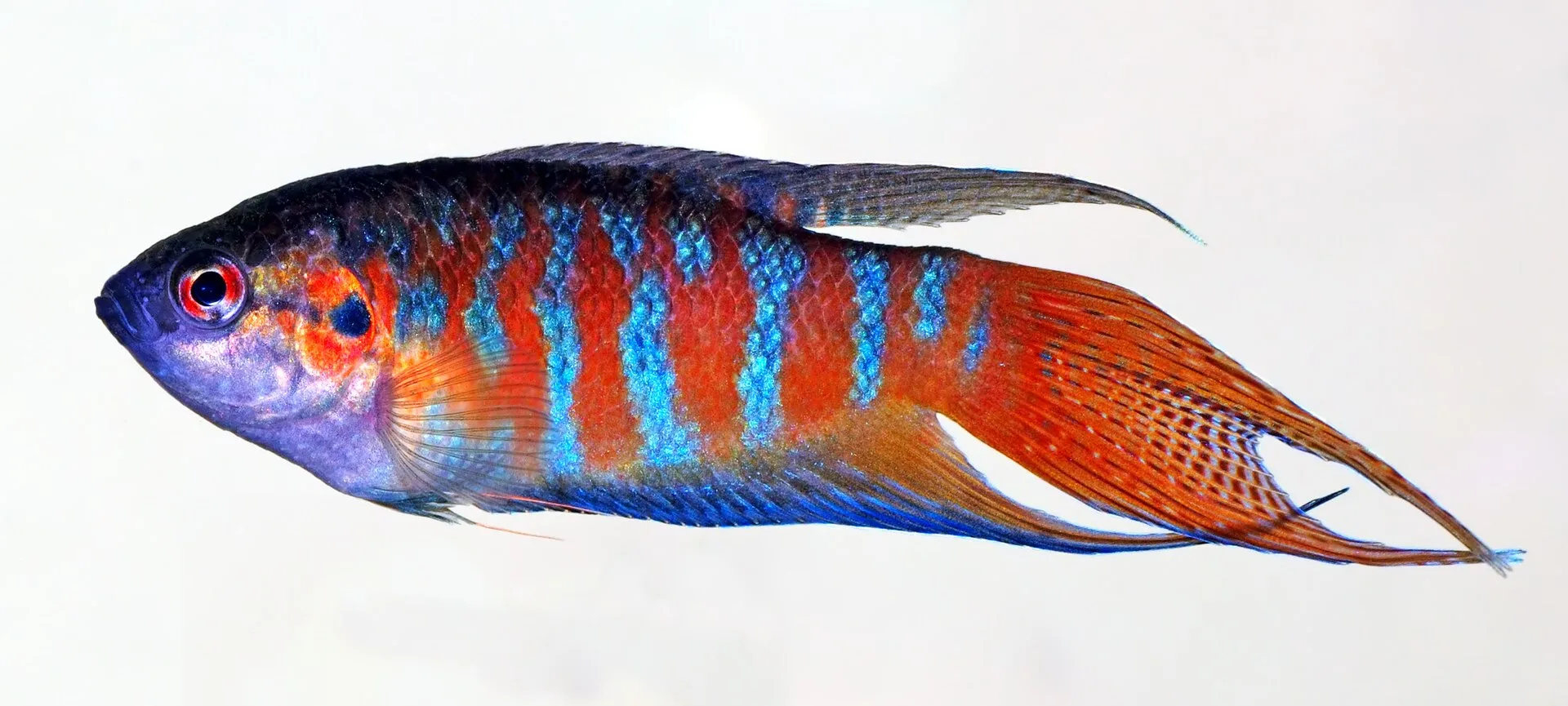 Paradise Fish (Macropodus opercularis)