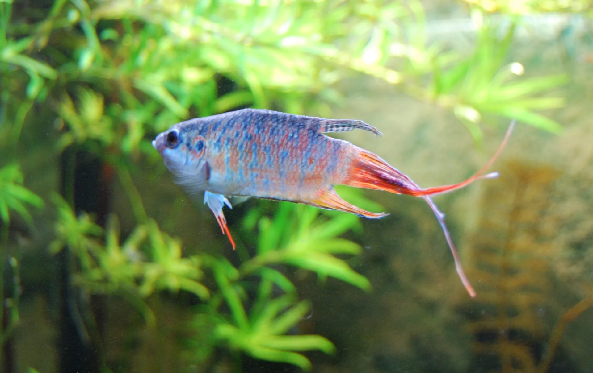 Close view of Paradise Fish (Macropodus opercularis)