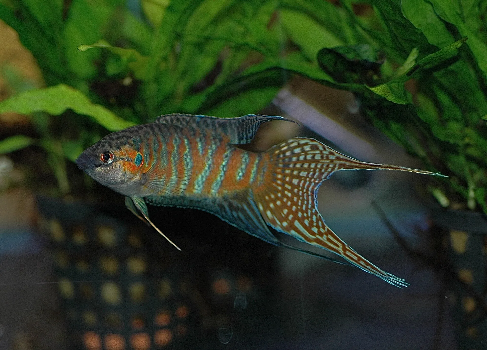 Paradise Fish showing natural colour and shape