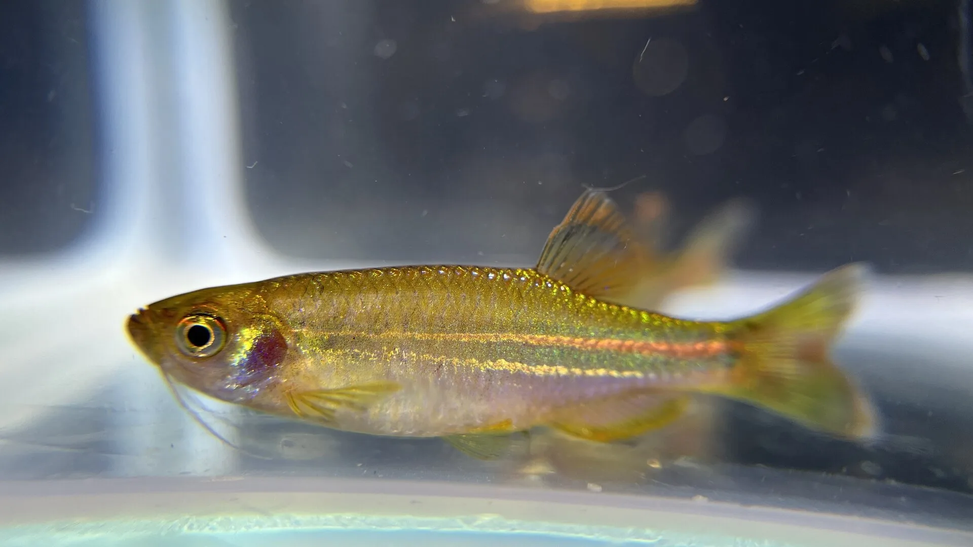 Pearl Danio natural colour and form
