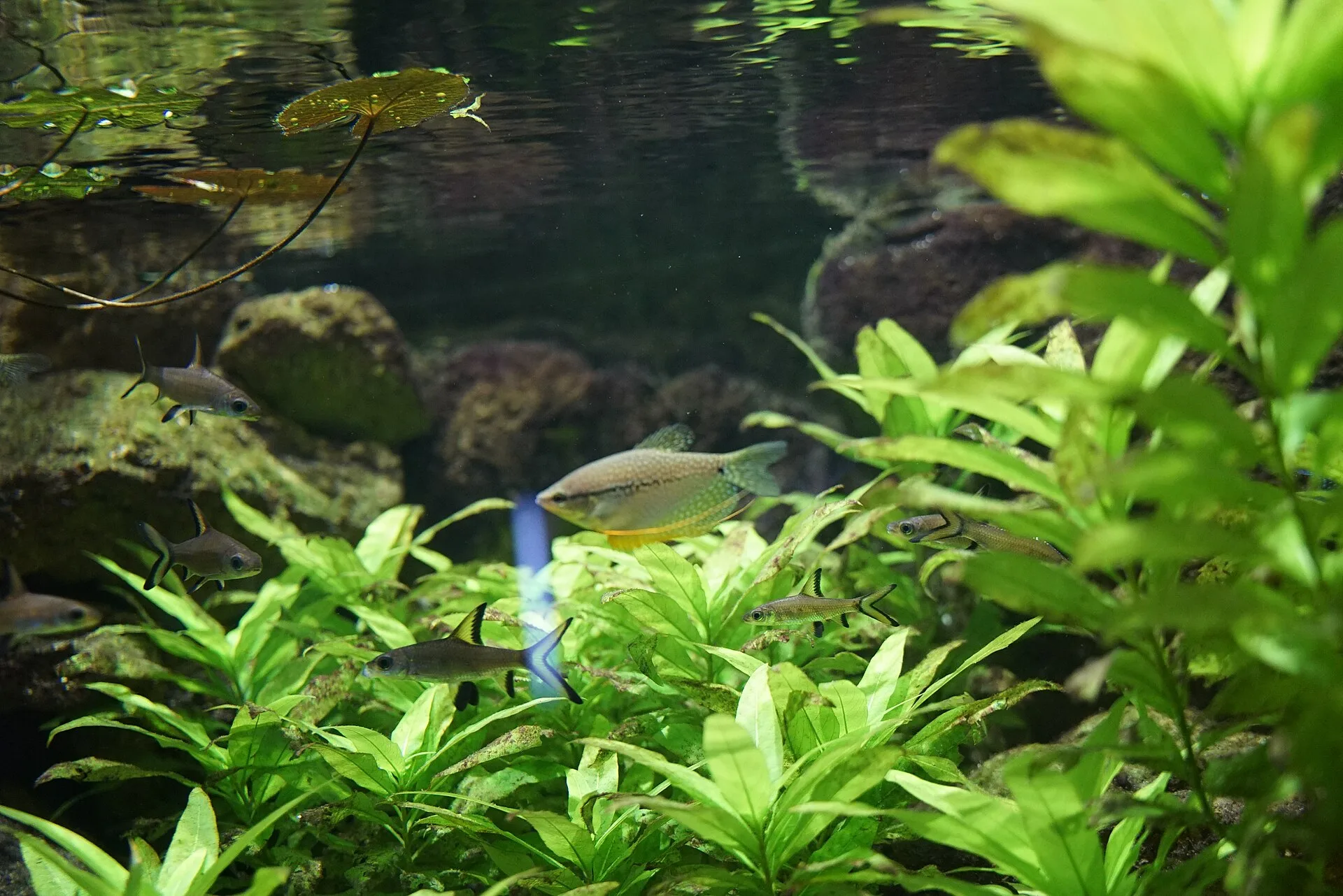 Pearl Gourami aquarium photo