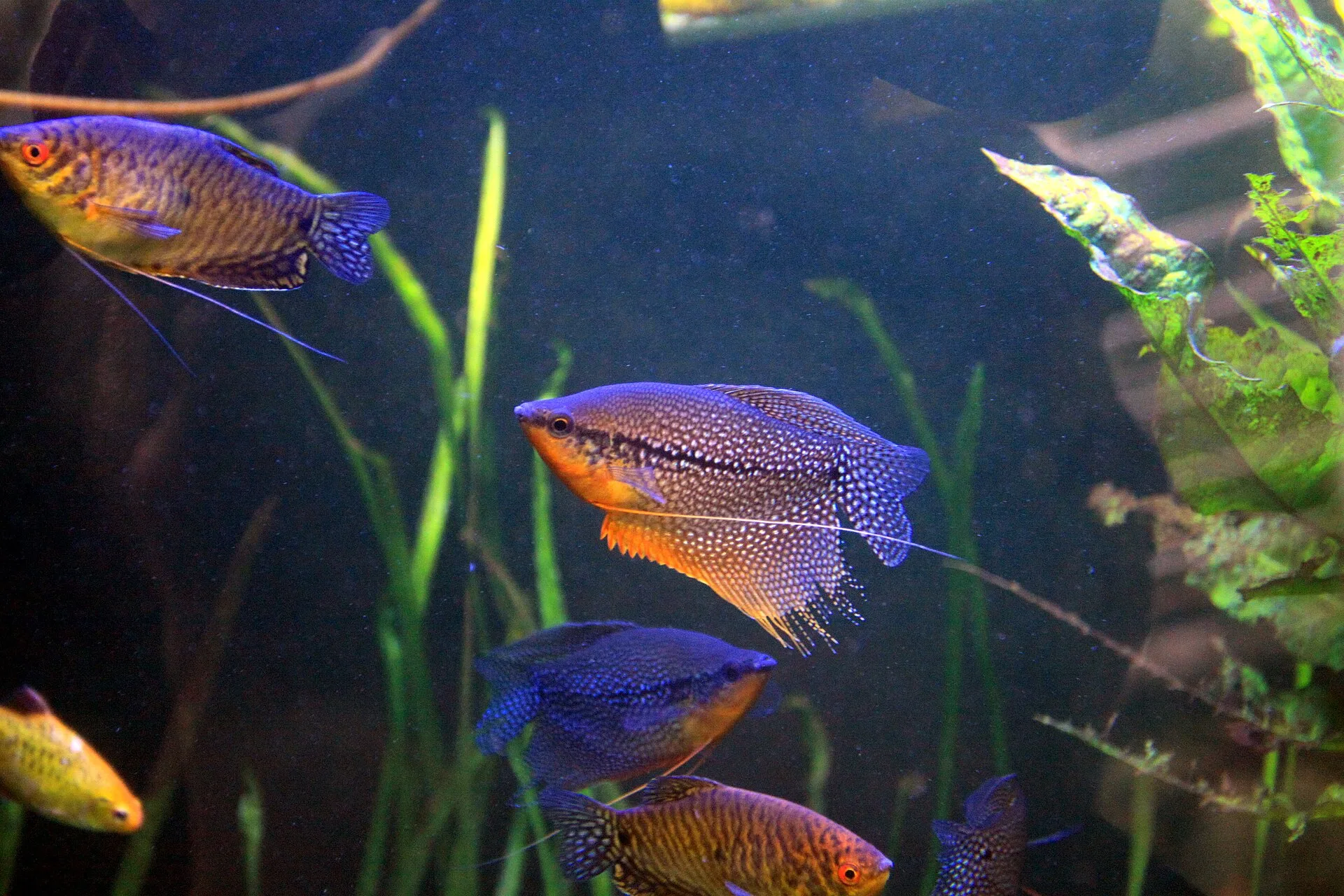 Pearl Gourami aquarium photo