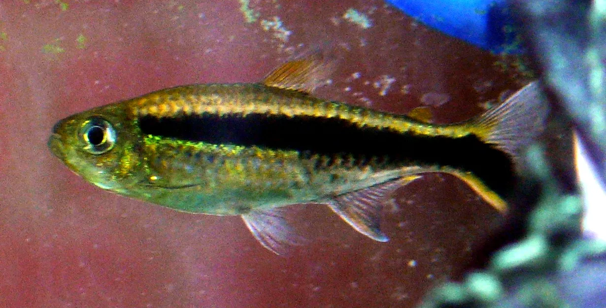 Penguin Tetra (Thayeria boehlkei)