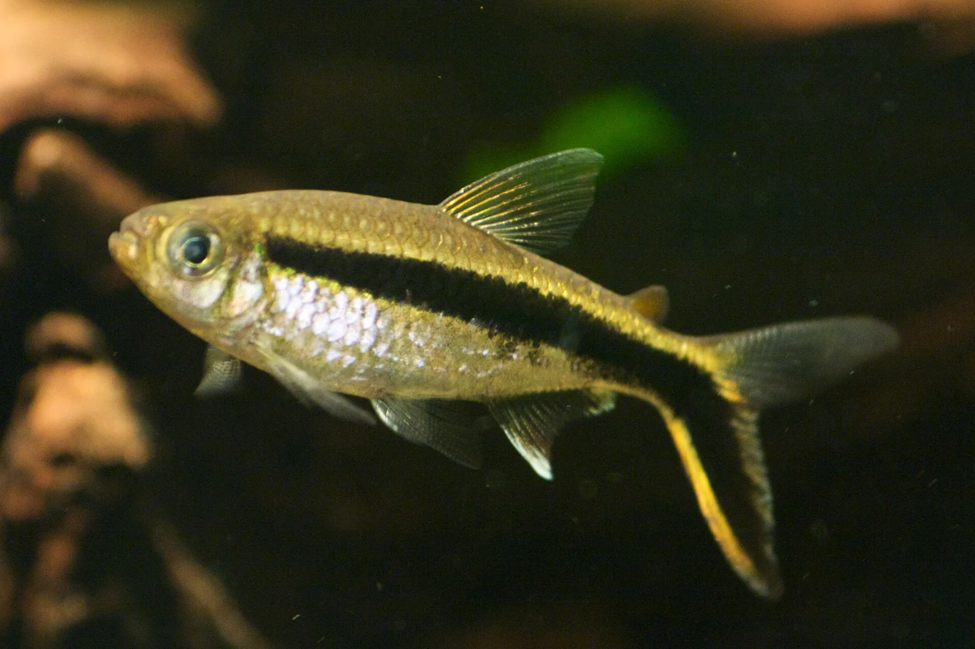 Penguin Tetra in a freshwater aquarium