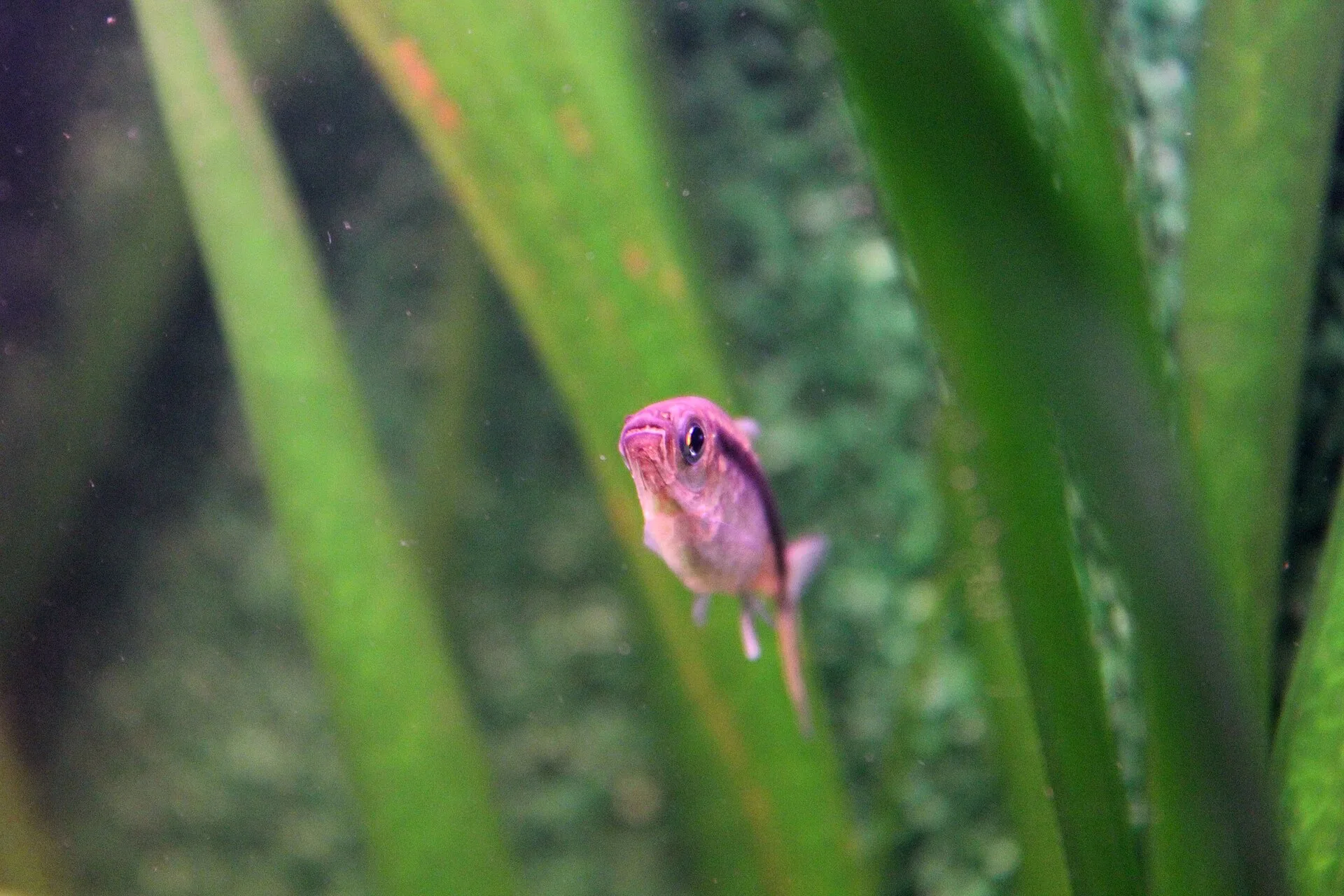 Close view of Penguin Tetra (Thayeria boehlkei)