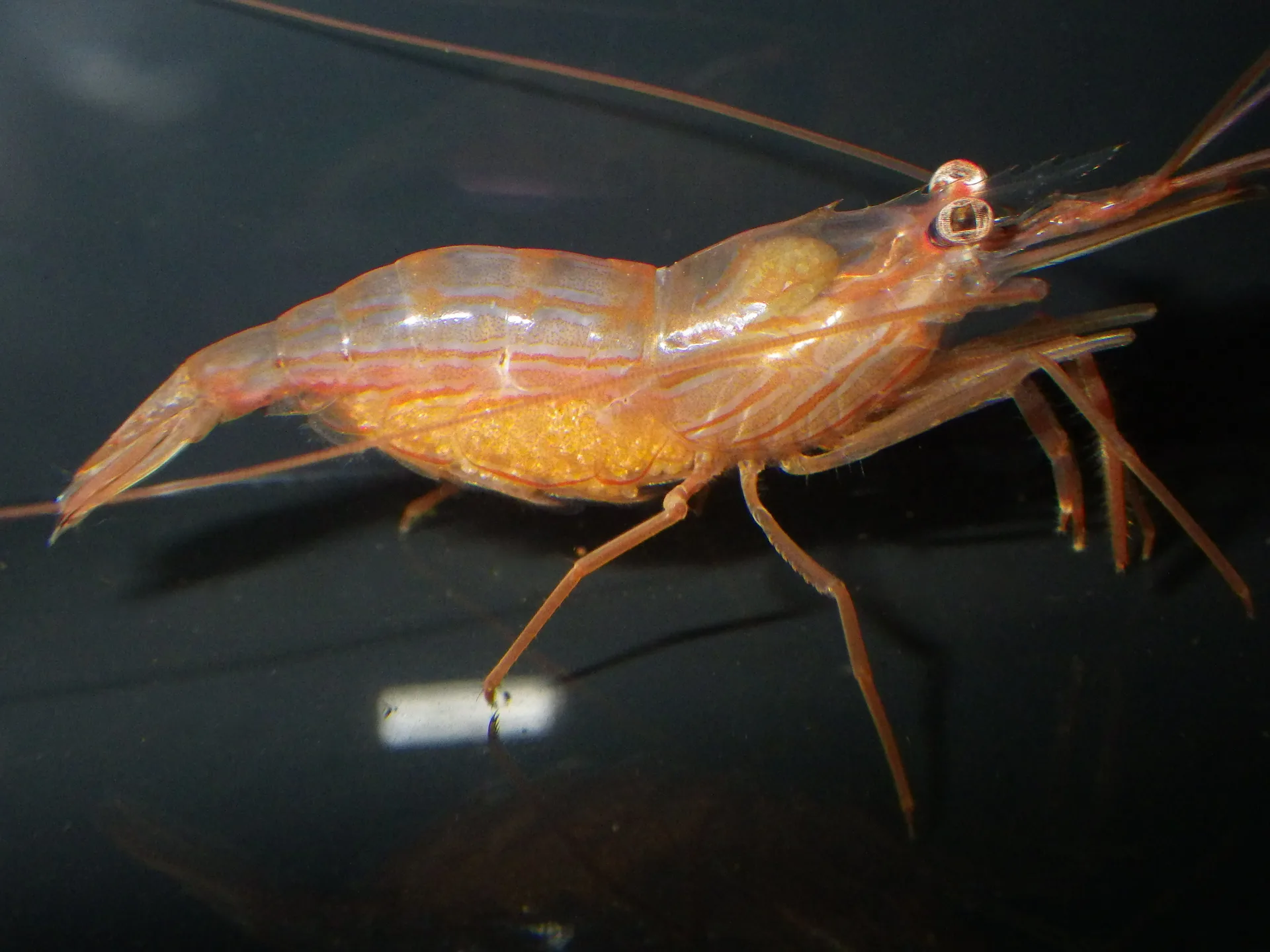 Peppermint Shrimp (Lysmata wurdemanni)